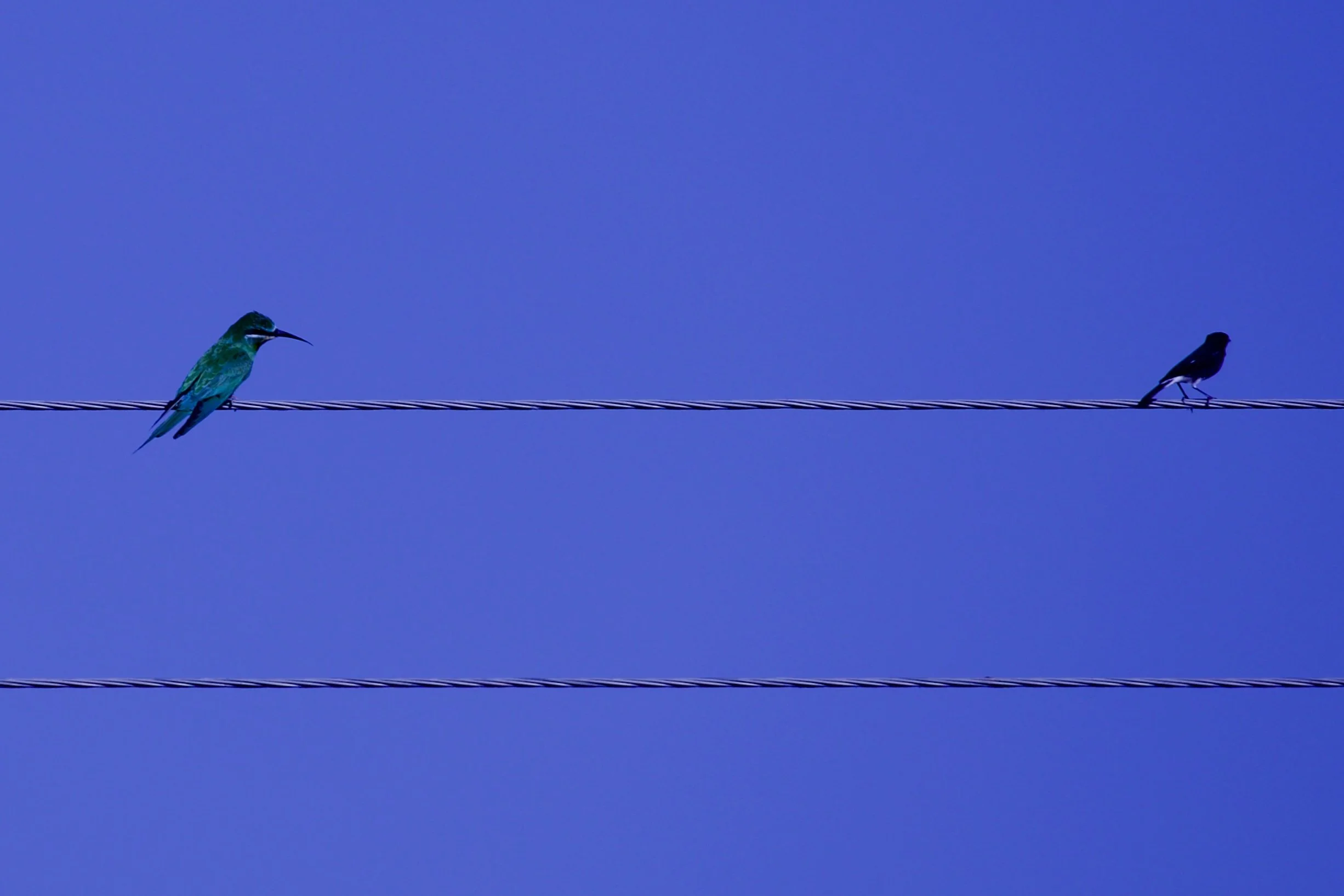 Blue-cheeked Bee Eater, Pied Bushchat - Turkmenistan