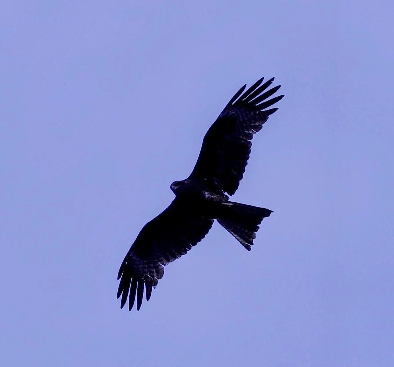 Black Kite - China