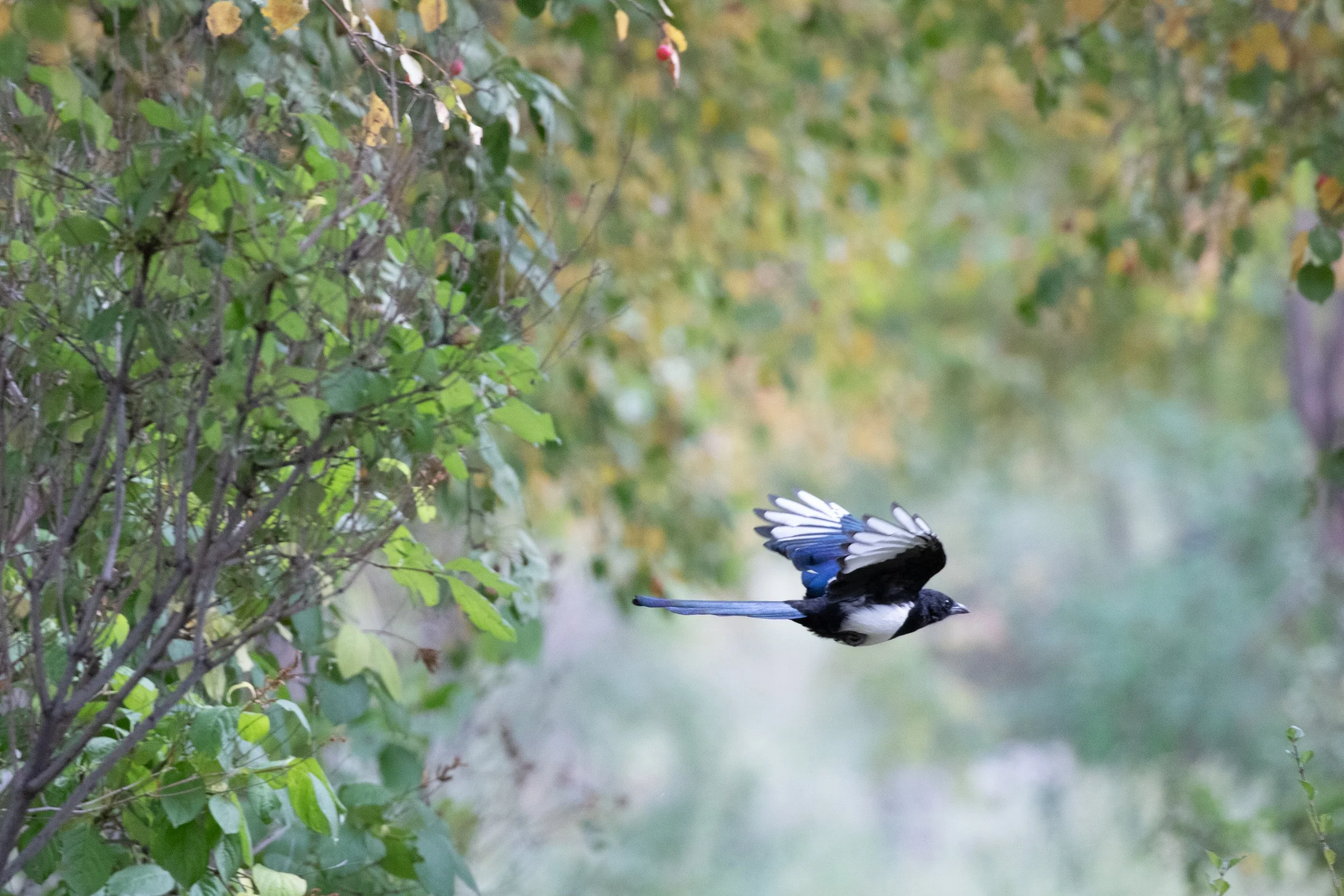 Eurasian Magpie - China