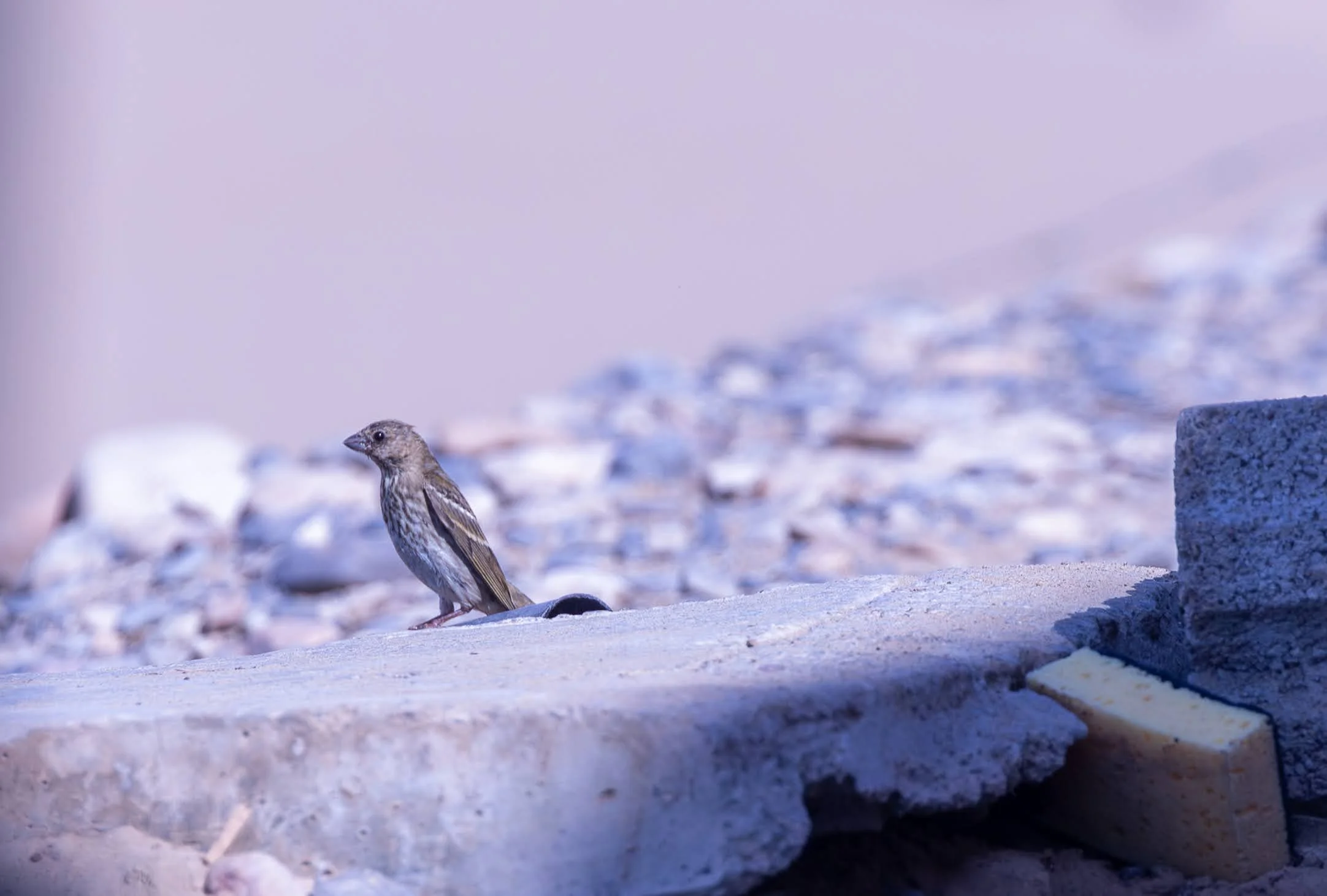 Common Rosefinch - Turkmenistan