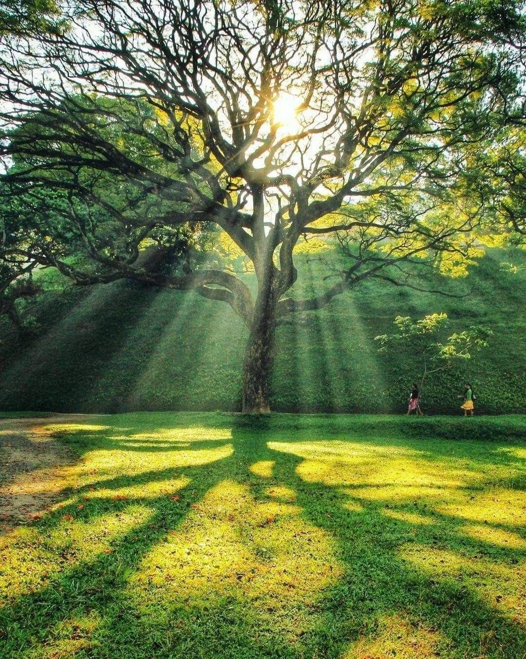 University of peradeniya - Sri Lanka.jfif