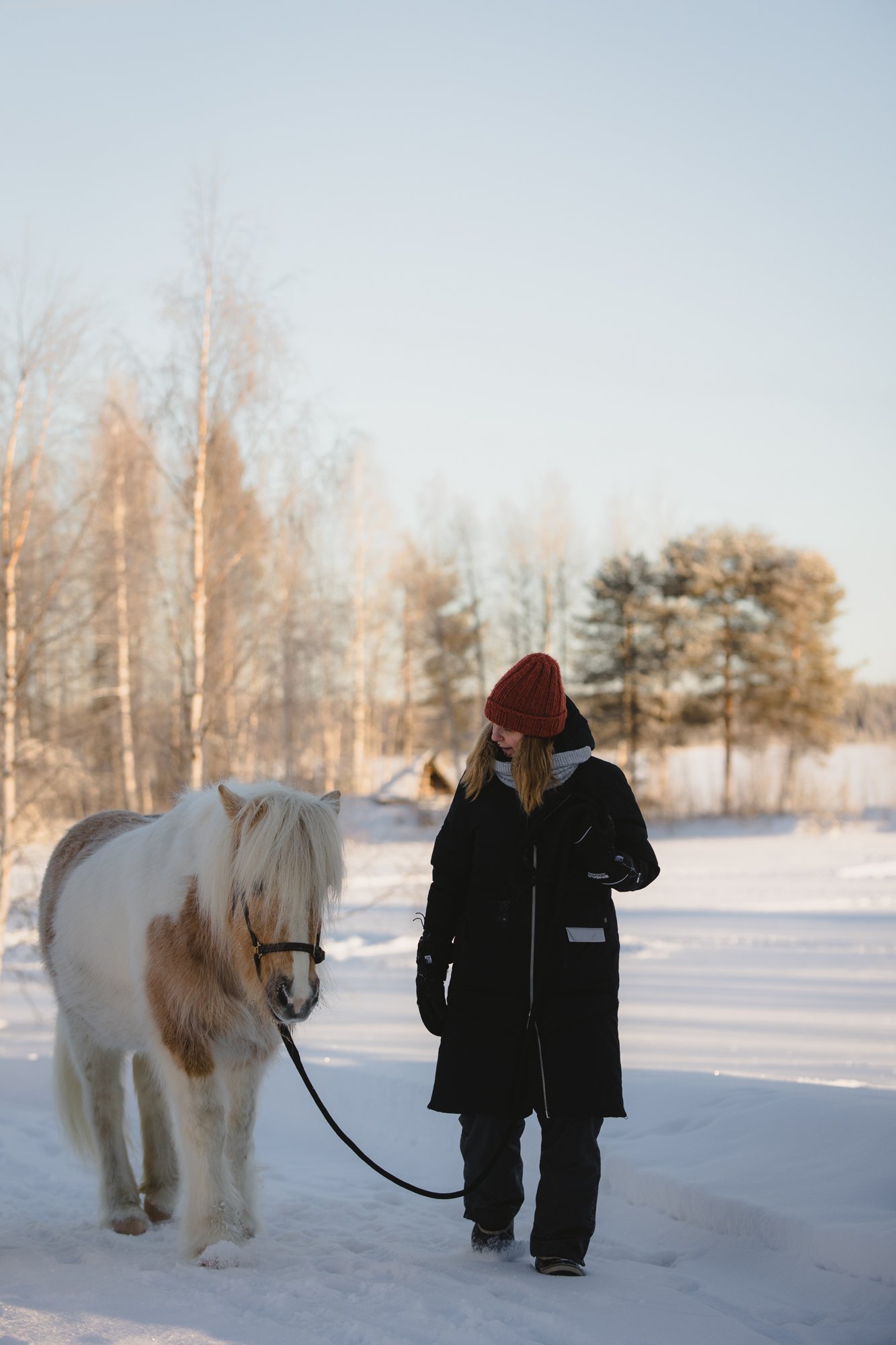 Takaisin hevosten luo