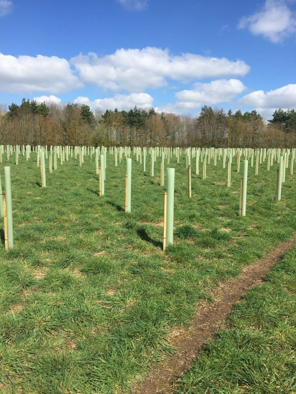 Woodland Trust 6.jpg