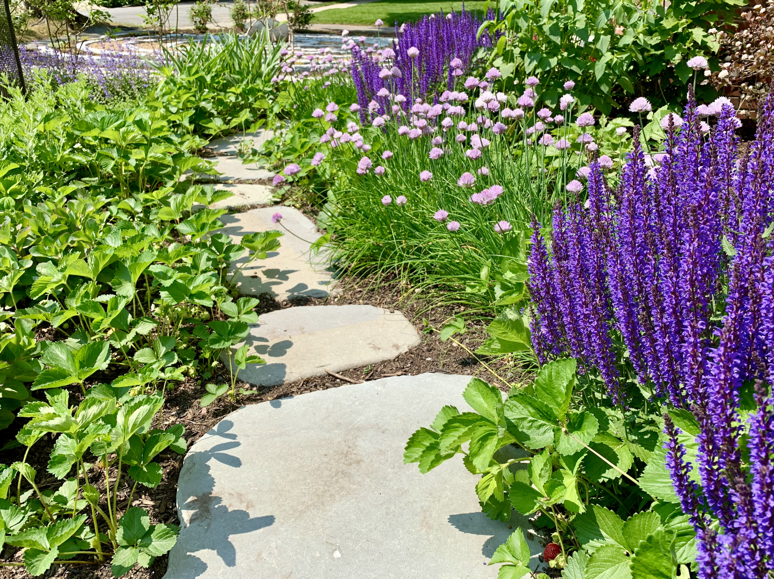 Bluestone+stepping+stones,+strawberries,+flowers.png