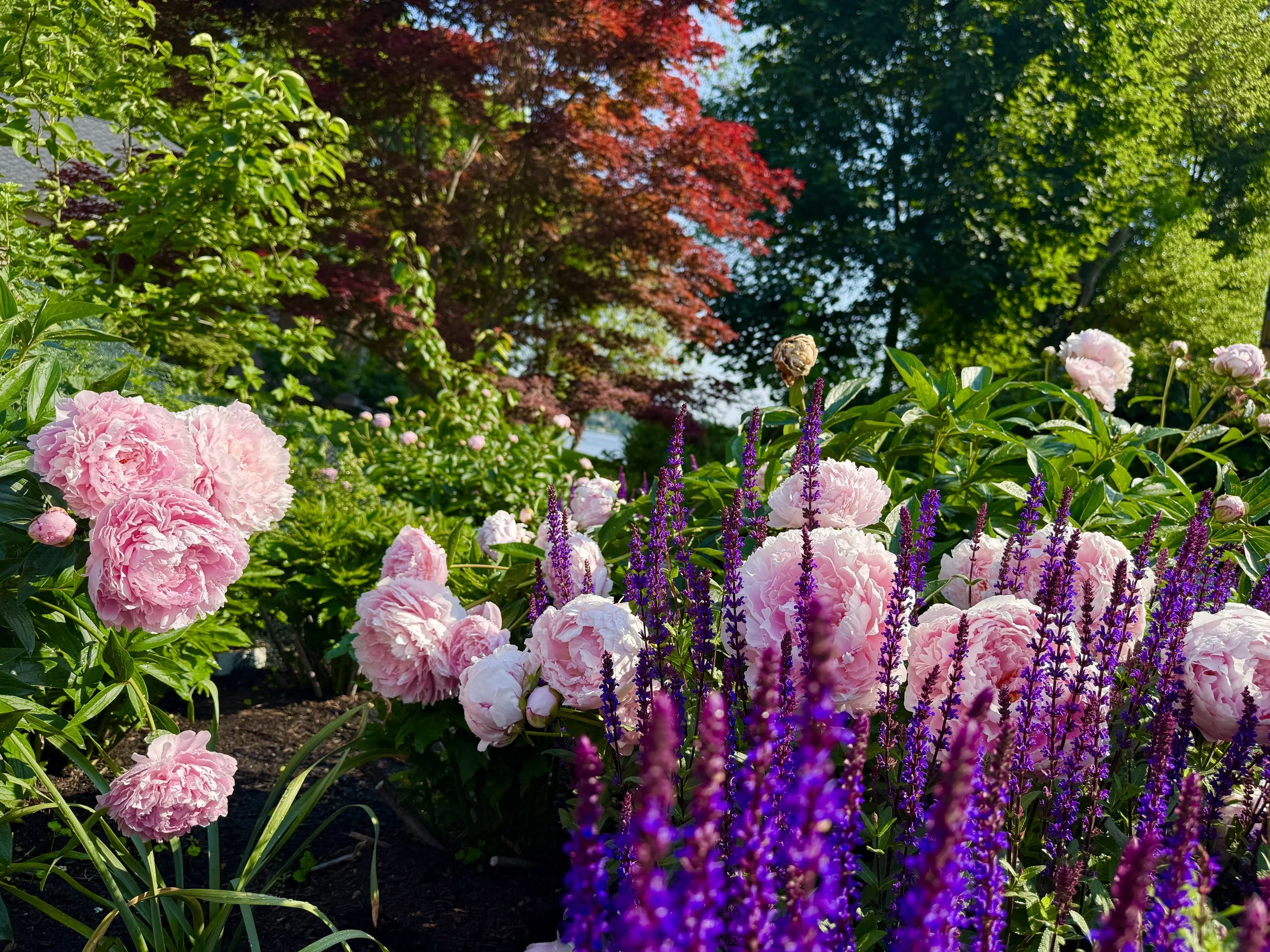 Flower garden, salvia, peony.jpg