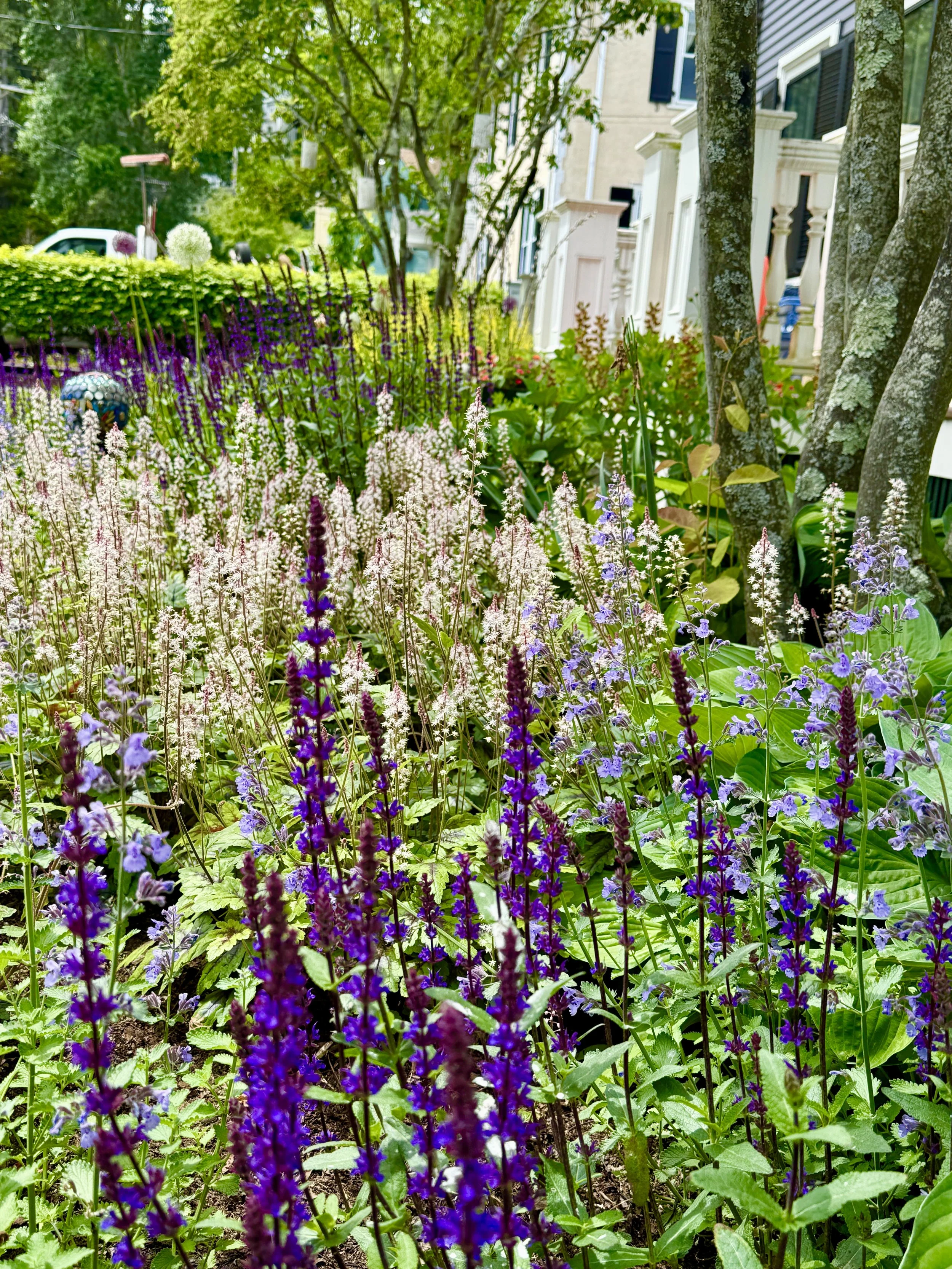 Front yard colorful recently planted garden, tiarella, salvia.jpg