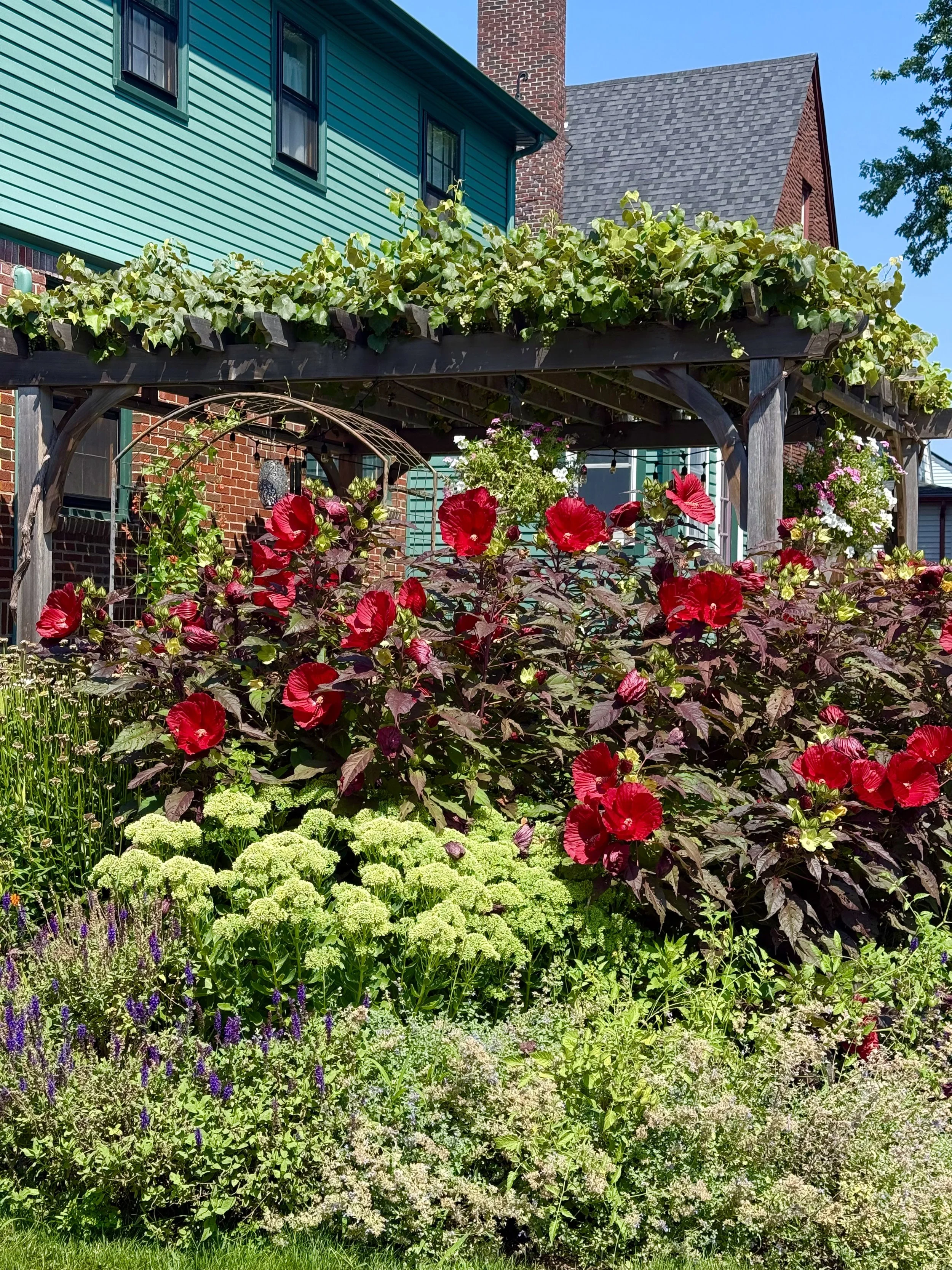 Colorful vibrant flower garden, custom pergola, hardy hibiscus.jpeg