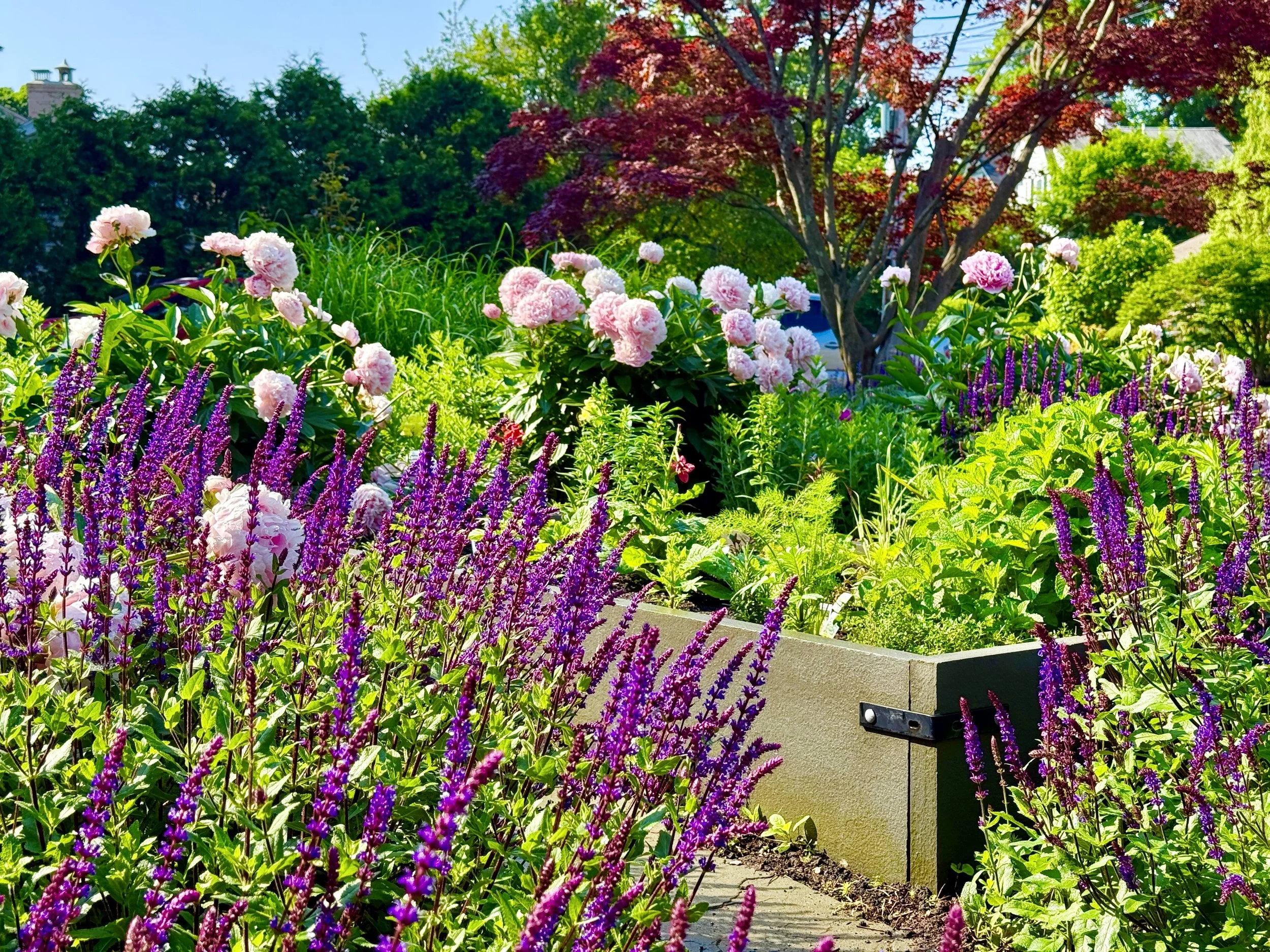 Bluestone raised bed, flower garden, spring beauty.jpg