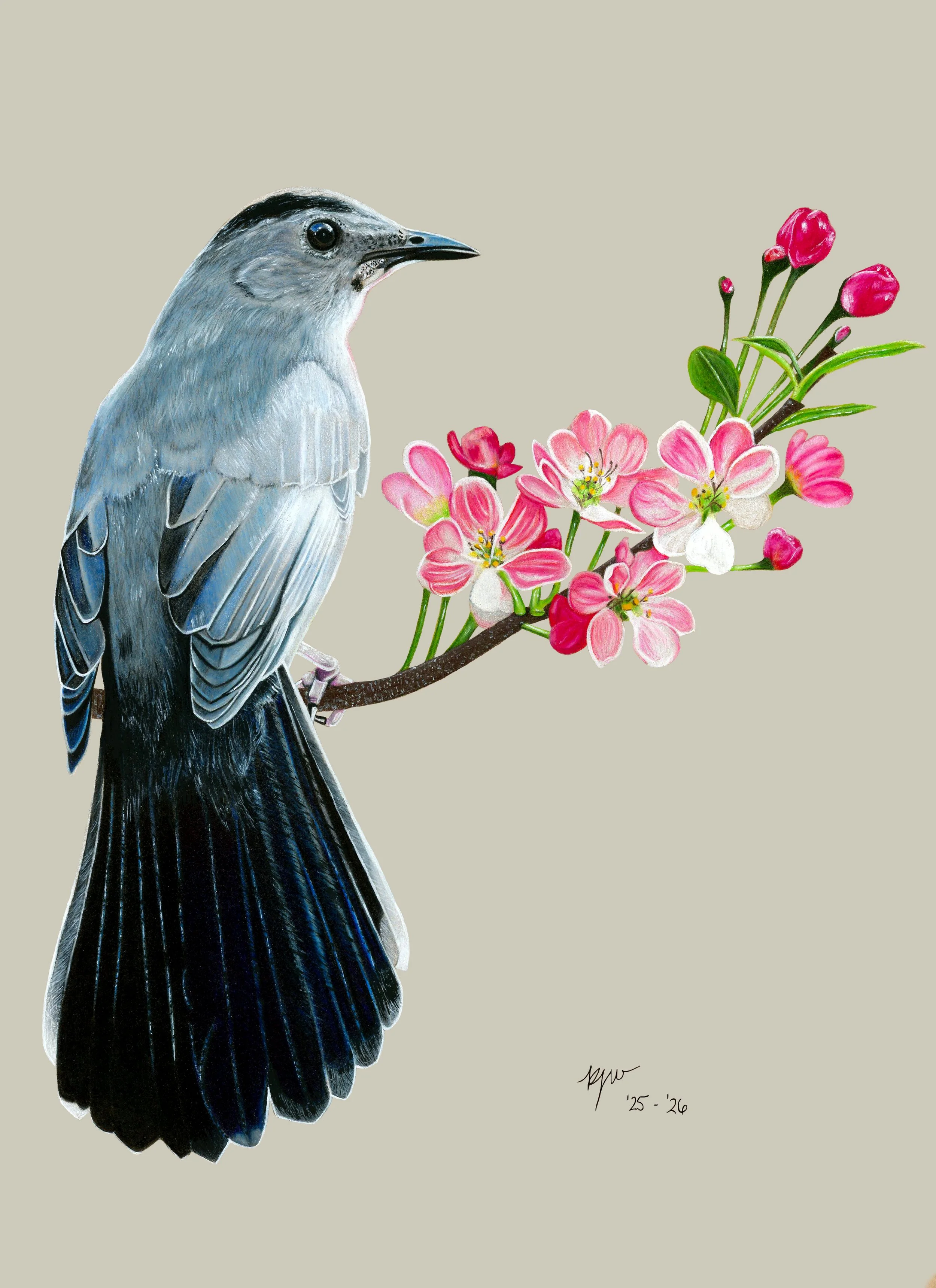 "Gray Catbird with Cherry Blossoms" 9" x 12" Prismacolor colored pencils on Strathmore toned tan paper. Winsor & Newton acrylic paint. 2026.