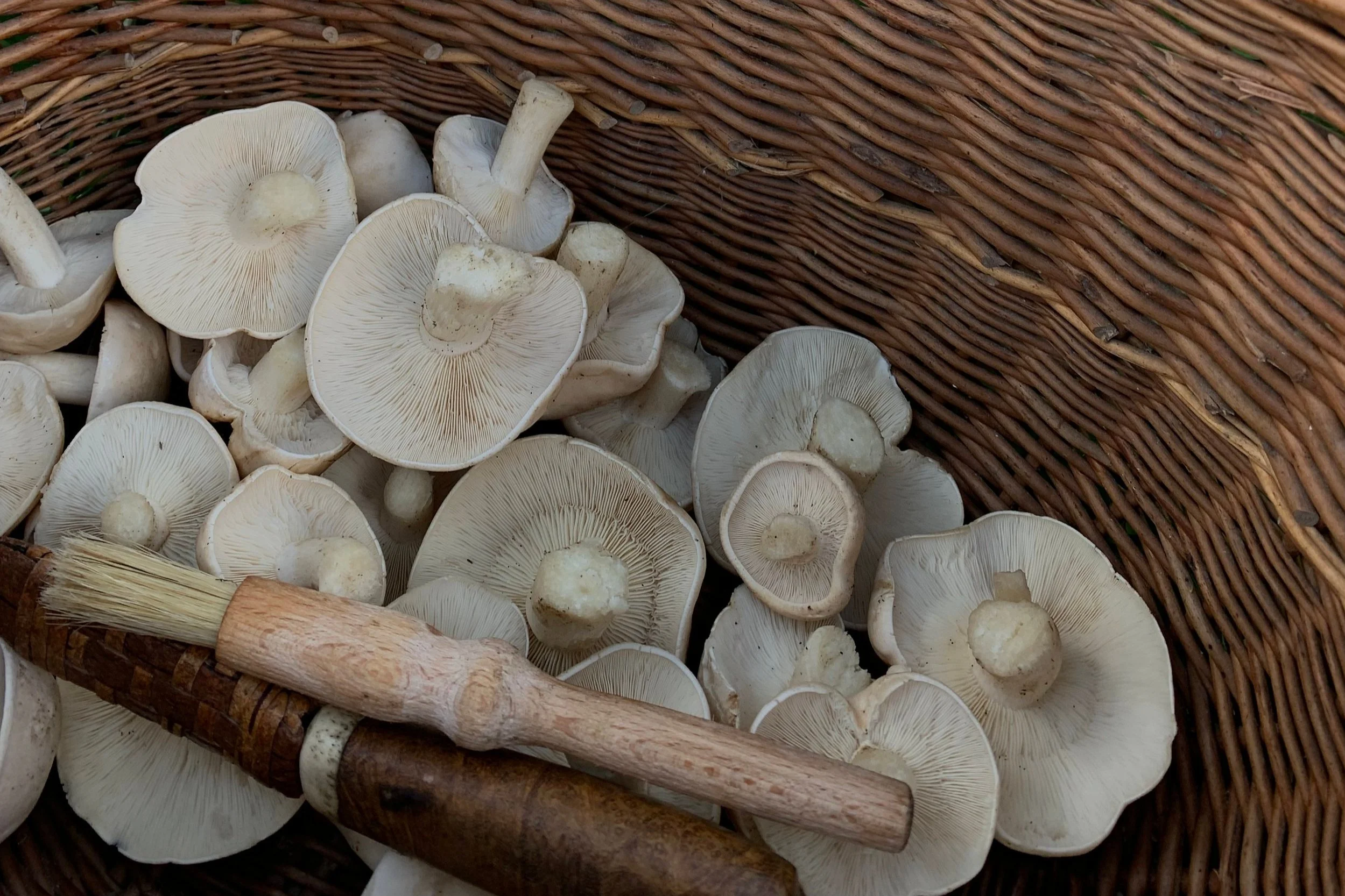 How to cook wild mushrooms or prepare them for freezing…. — Wild Cabin
