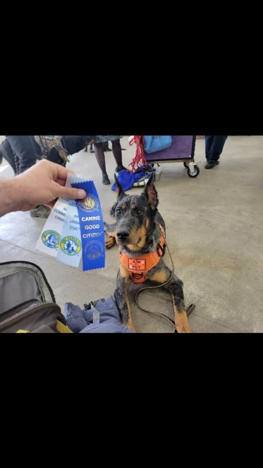 Diamond Dog Academy Professional Dog Training Denver, CO