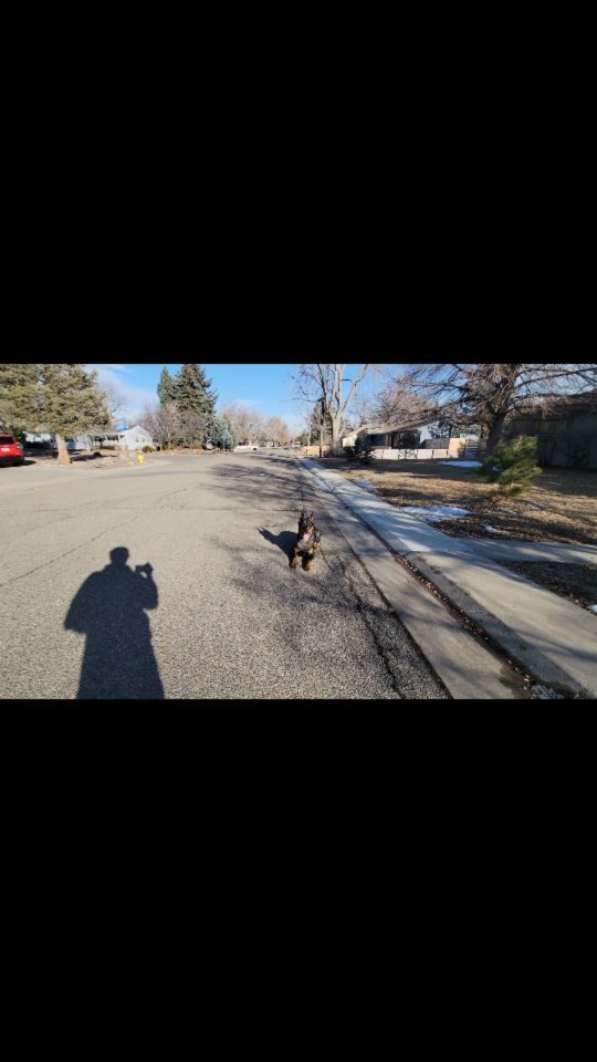 Diamond Dog Academy Professional Dog Training Denver, CO