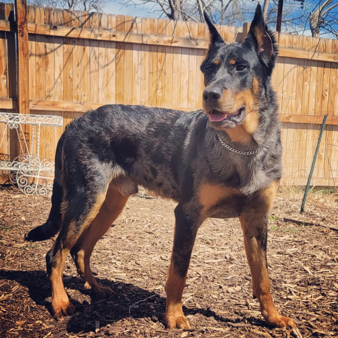 I had been waiting over 16 years to get a Beauceron.  I had the money saved multiple years in that time, only to have various challenges force me to use it for other purposes.  I now know it was fate making sure I got the Beauceron of my dreams!  Tor