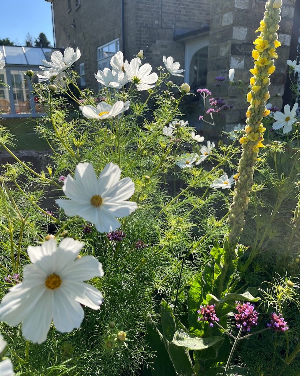 Capturing the joy of mid summer: the fun of growing hardy and half hardy annuals 🌱🌱🌱🌱🌱

Reasons to do it:

Butterflies and bees will love it

You can cut flowers to make homemade bouquets for the house and to encourage a succession of flowers

S