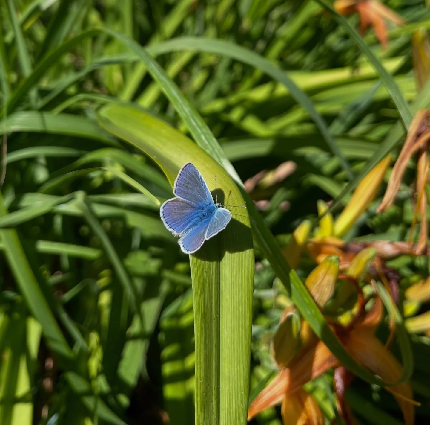 It seems a better year for butterfly numbers than last, what do you think?  During a quick walk around my garden this morning I saw:

1. Common Blue
2. Common Blue (underside)
3. Large Skipper
4. Comma
5. Peacock
6. Large white (lots)
7. Gatekeeper

