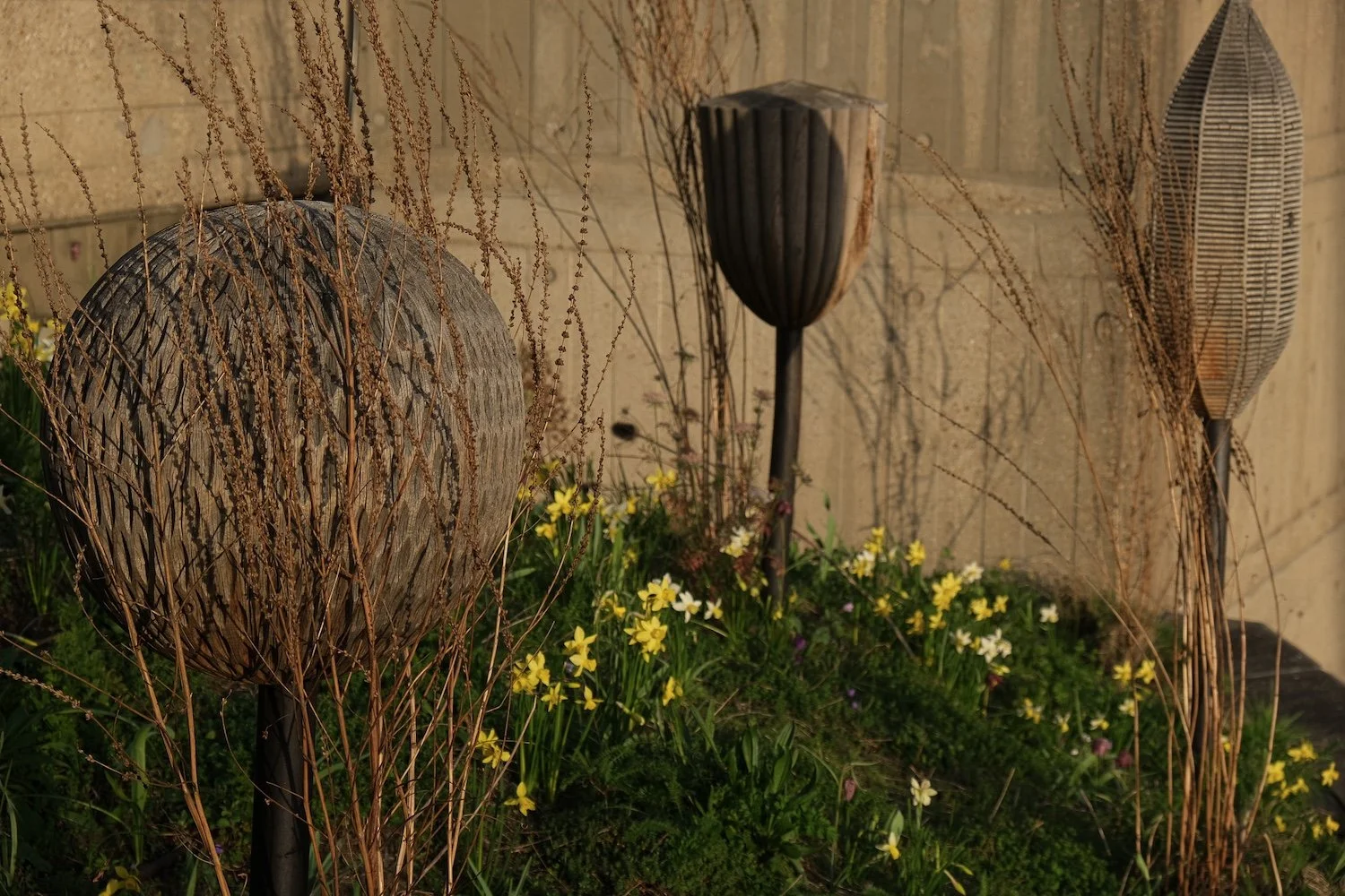 Planting bulbs into the wildflower turf: Southbank Centre, London