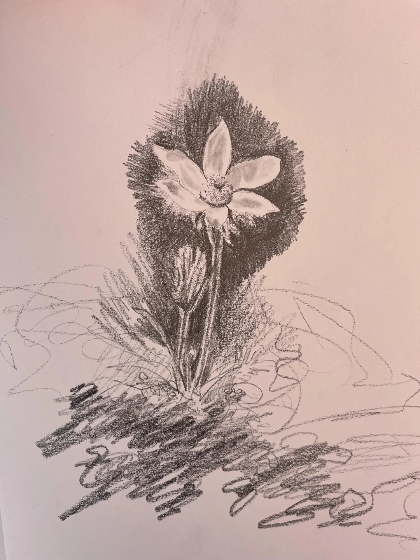Pulsatilla vulgaris &lsquo;Alba&rsquo; 
Pencil on paper
28/04/2026
.
.
#pasqua #sketchbook #pencildrawing #passionflower #pulsatilla