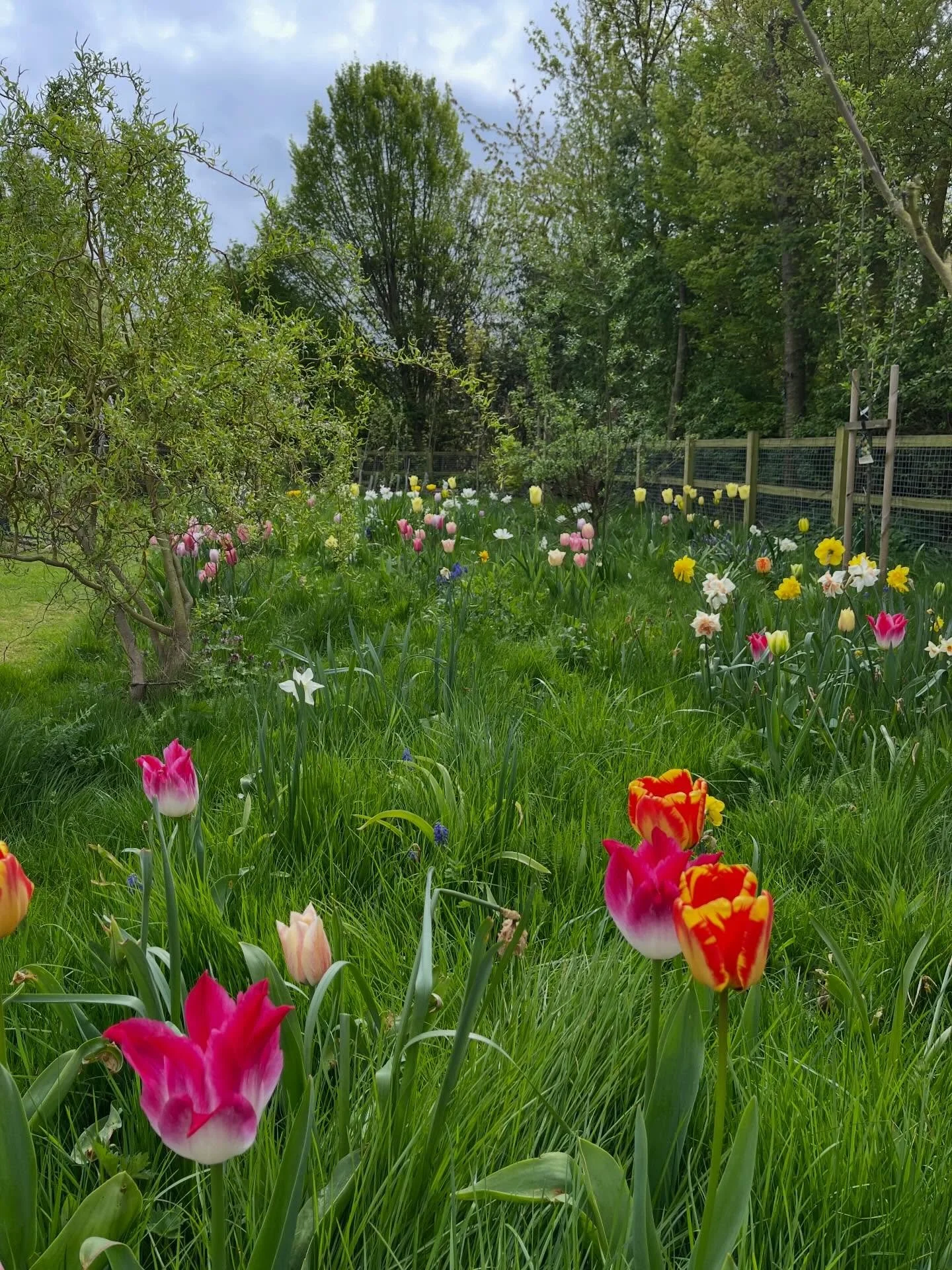 It was brilliant to visit this garden again.  I did a design for the owners four years ago and they have been steadily realising it themselves, including installing a wildlife pond with a deck and water rill, a green house and vegetable garden, an or