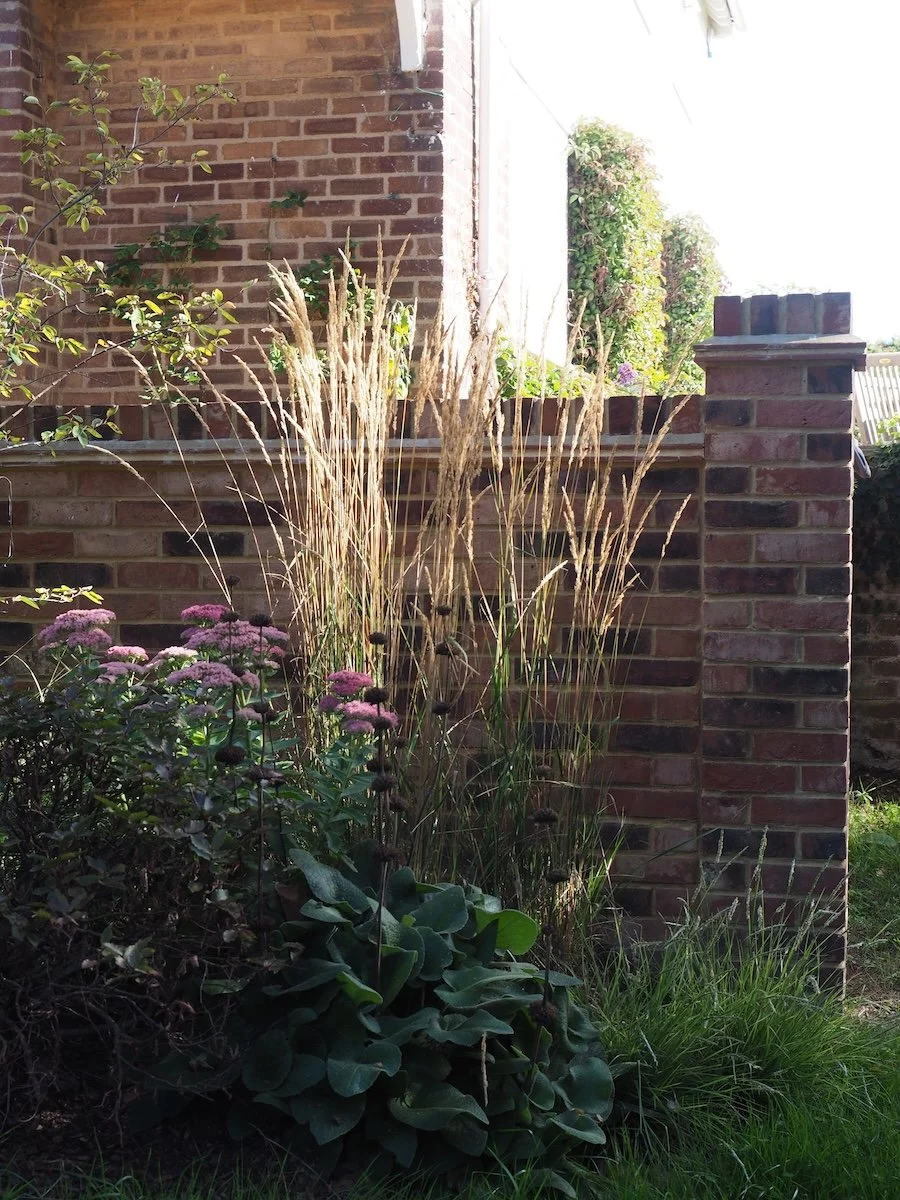 A new brick wall is softened by planting