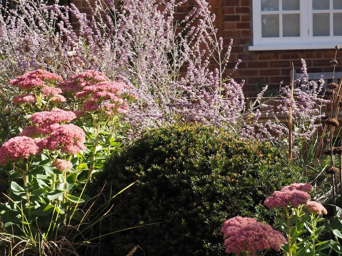 Planting detail of clipped yew against loose planting billowing around