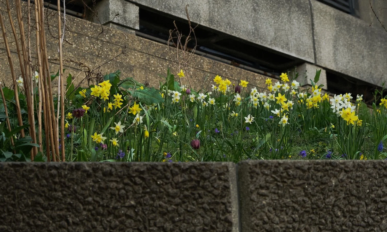 Spring bulbs in pocket wildflower meadow at Southbank Centre