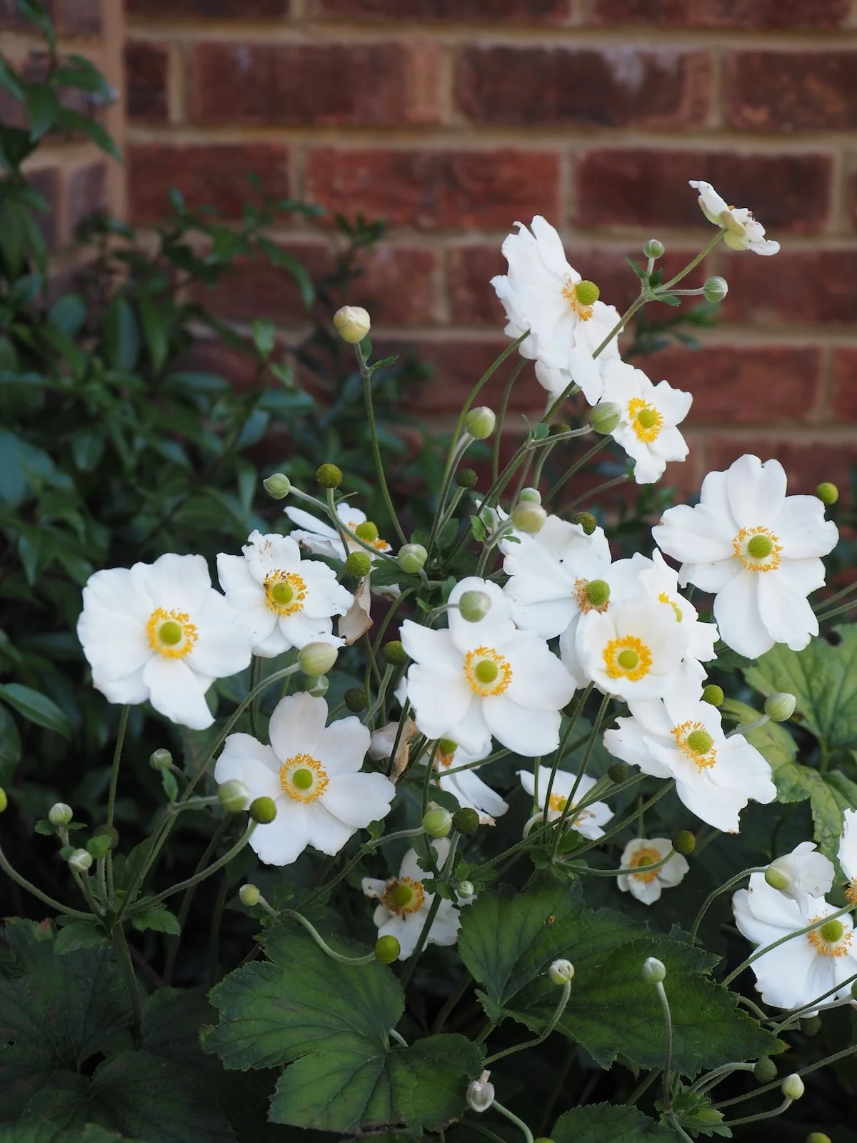 Anemone 'Honorine Jobert' adds late season flowers to the planting design