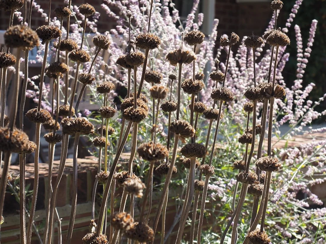 Seedheads are left to feed birds and add winter interest