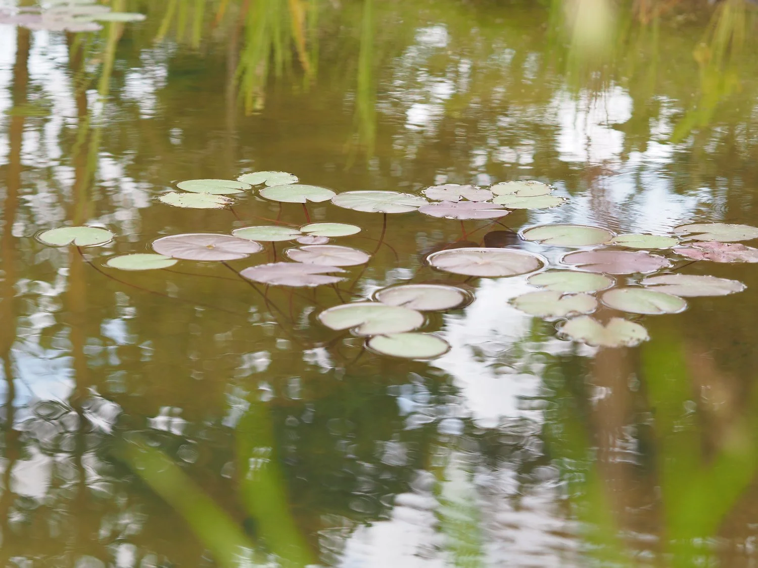 Close up of pond reflections and water lilies