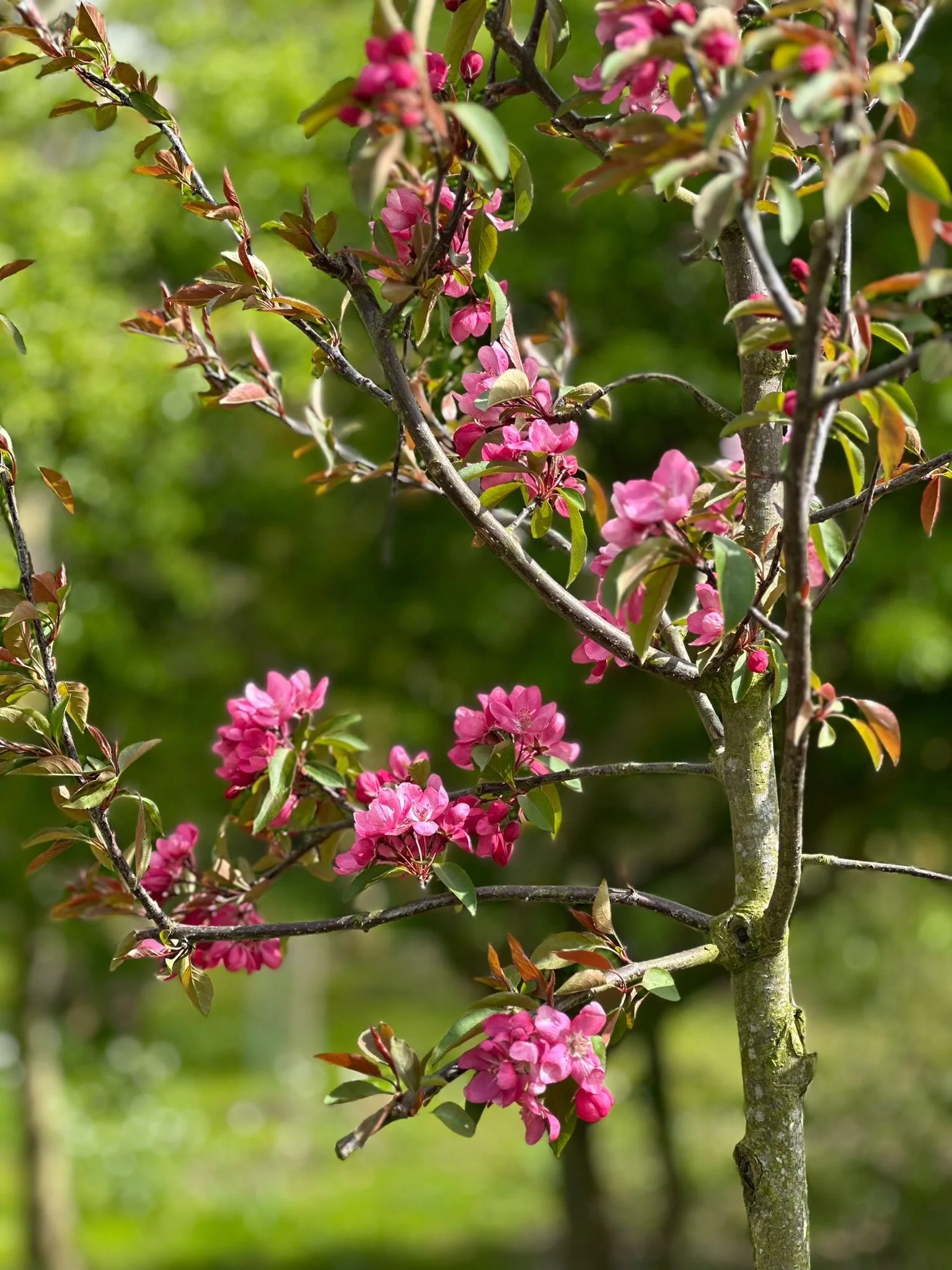Crab apple tree in blossom