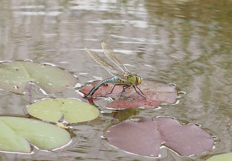 The largest dragonfly in the UK: the Emperor Dragonfly enjoying the pond just six months after it was dug