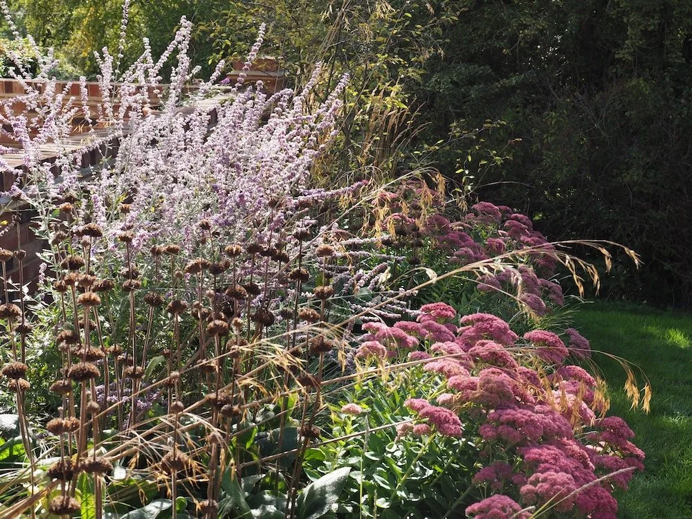 Planting catching the light with soft blue spires of perovskia contrasted against the seedheads of Phlomis and pink heads of Sedum