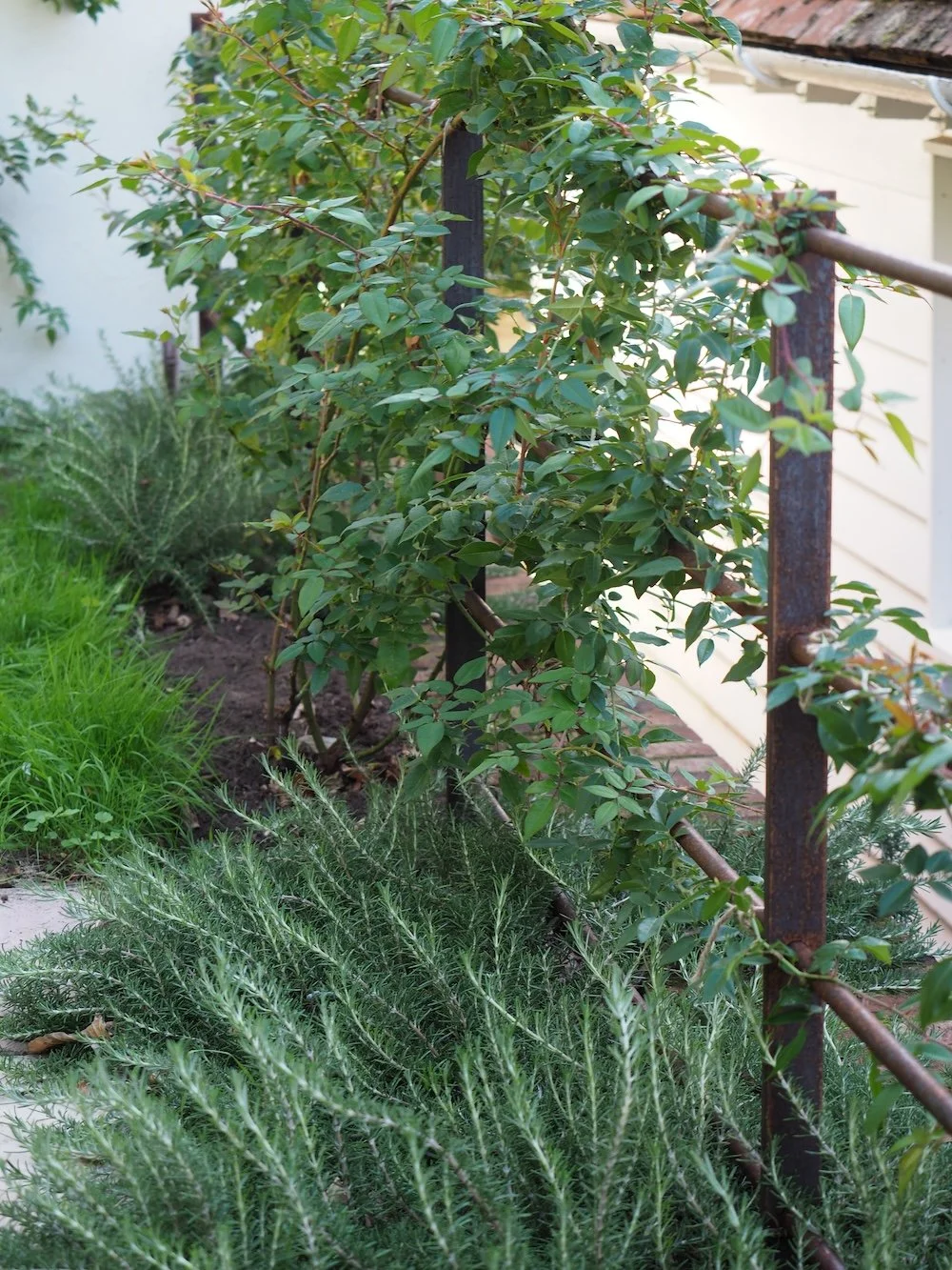 Prostrate rosemary and climbing rose