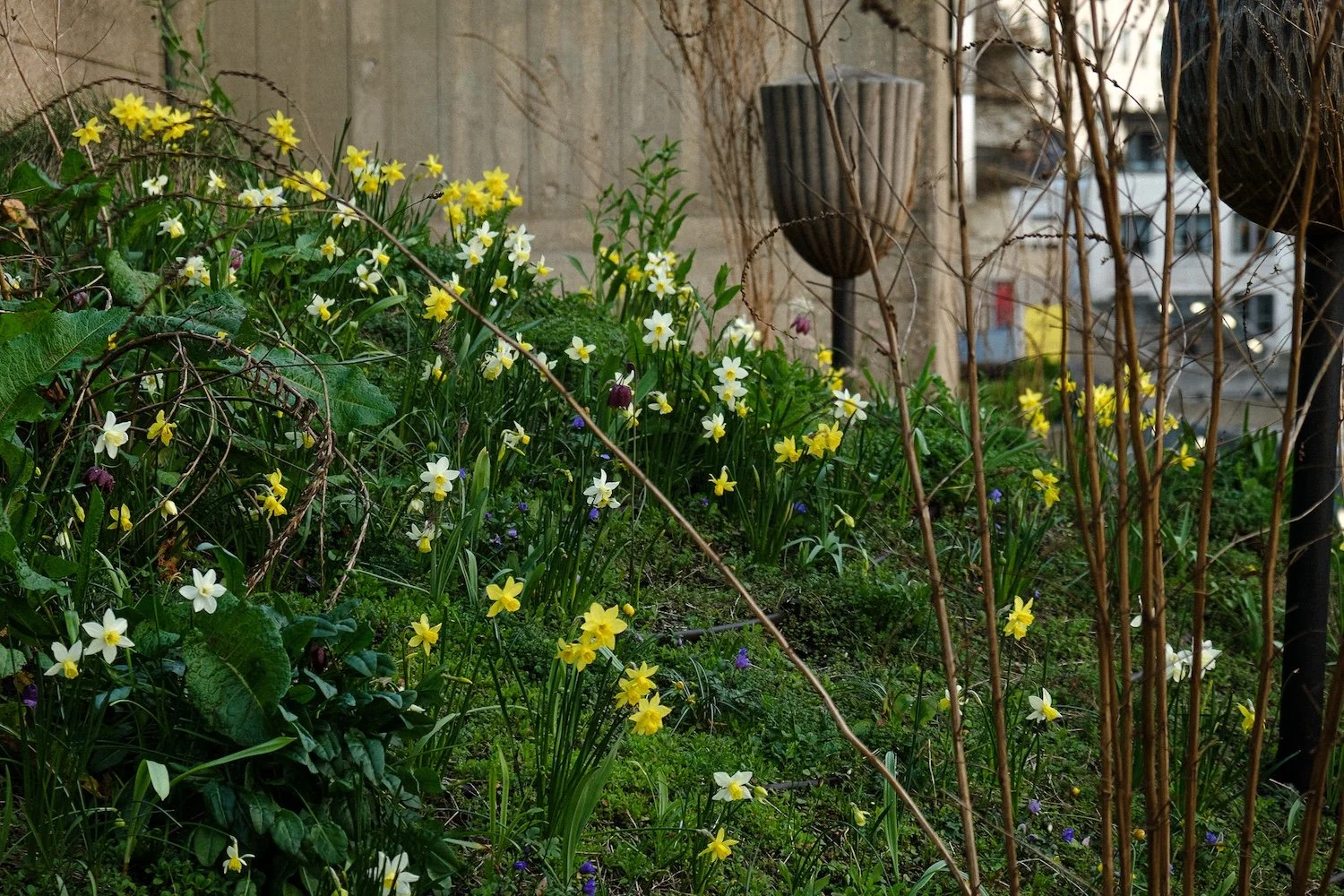 Bulbs provide an early source of nector in an urban pocket wildflower meadow in central London