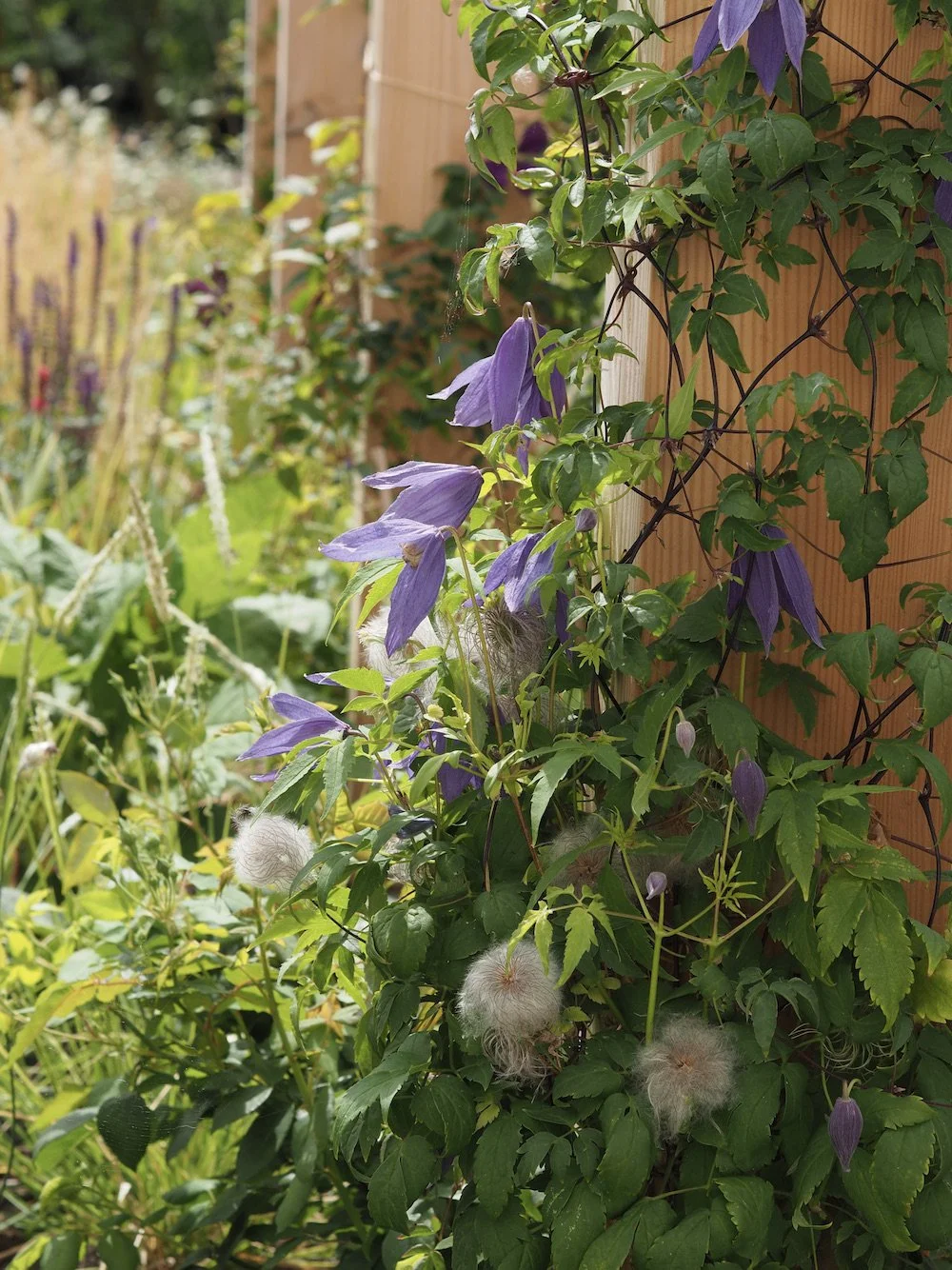 Detail of Clematis alpina 'Pamela Jackman' on bespoke pergola