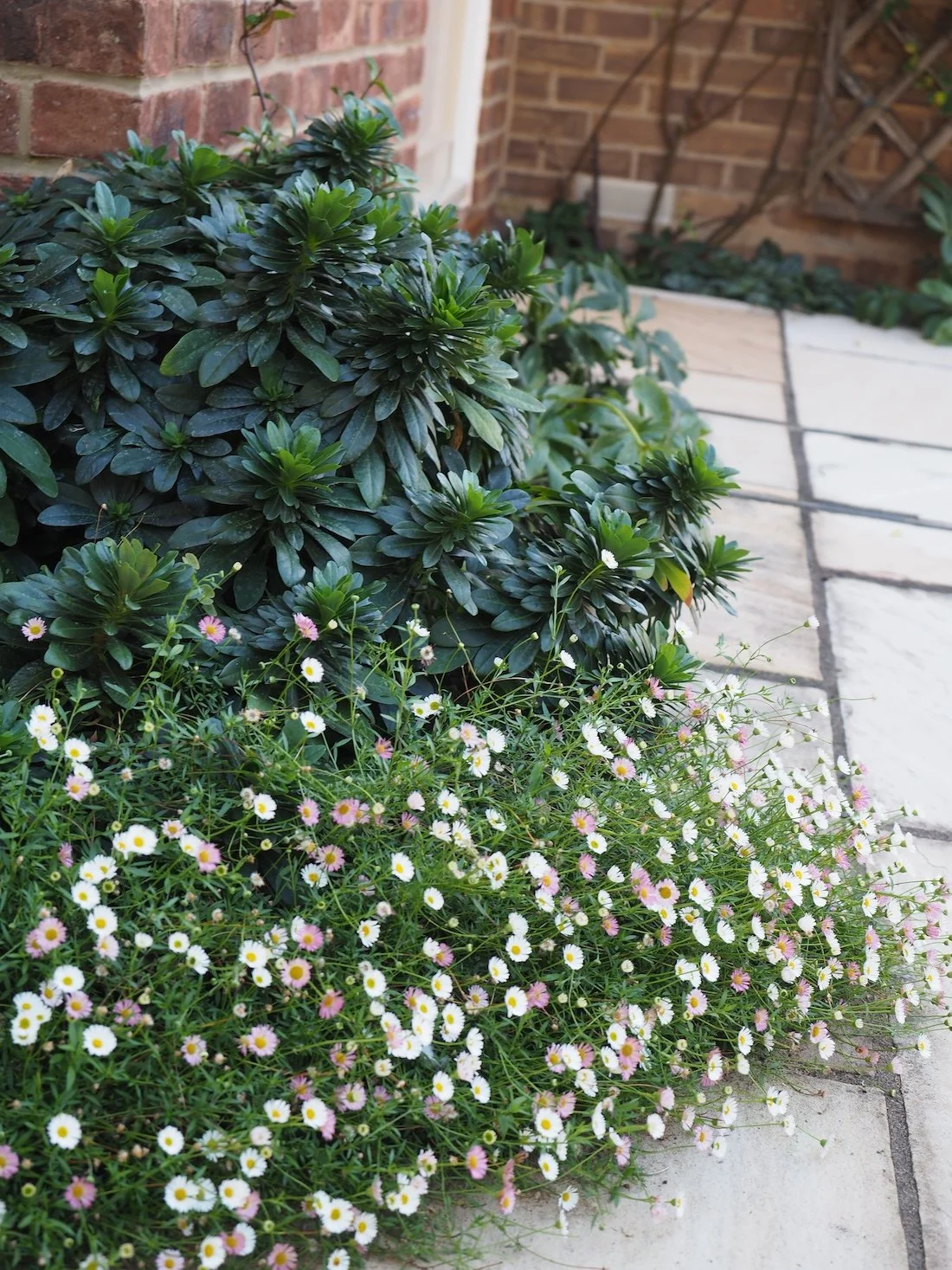 Erigeron and Euphorbia 