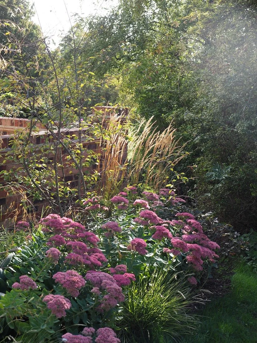 Light filtered by the new planting