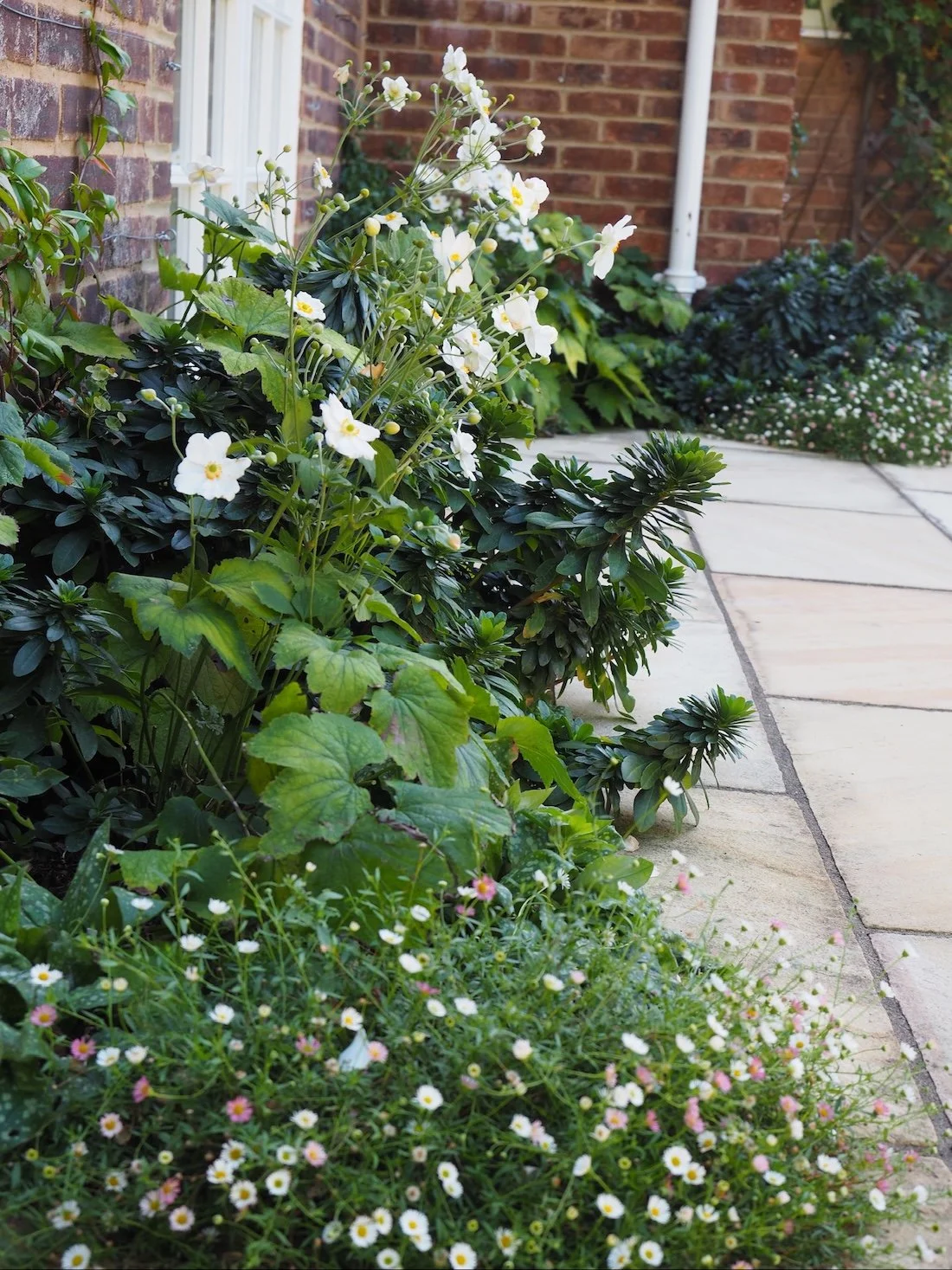 Planting scheme of white and evergreen plants in the beds around the house