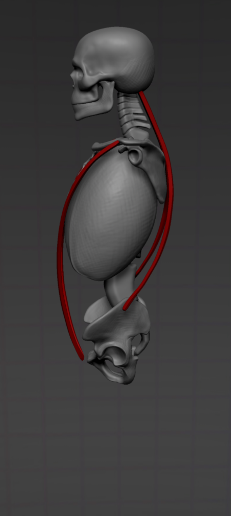 ecorche_015.png