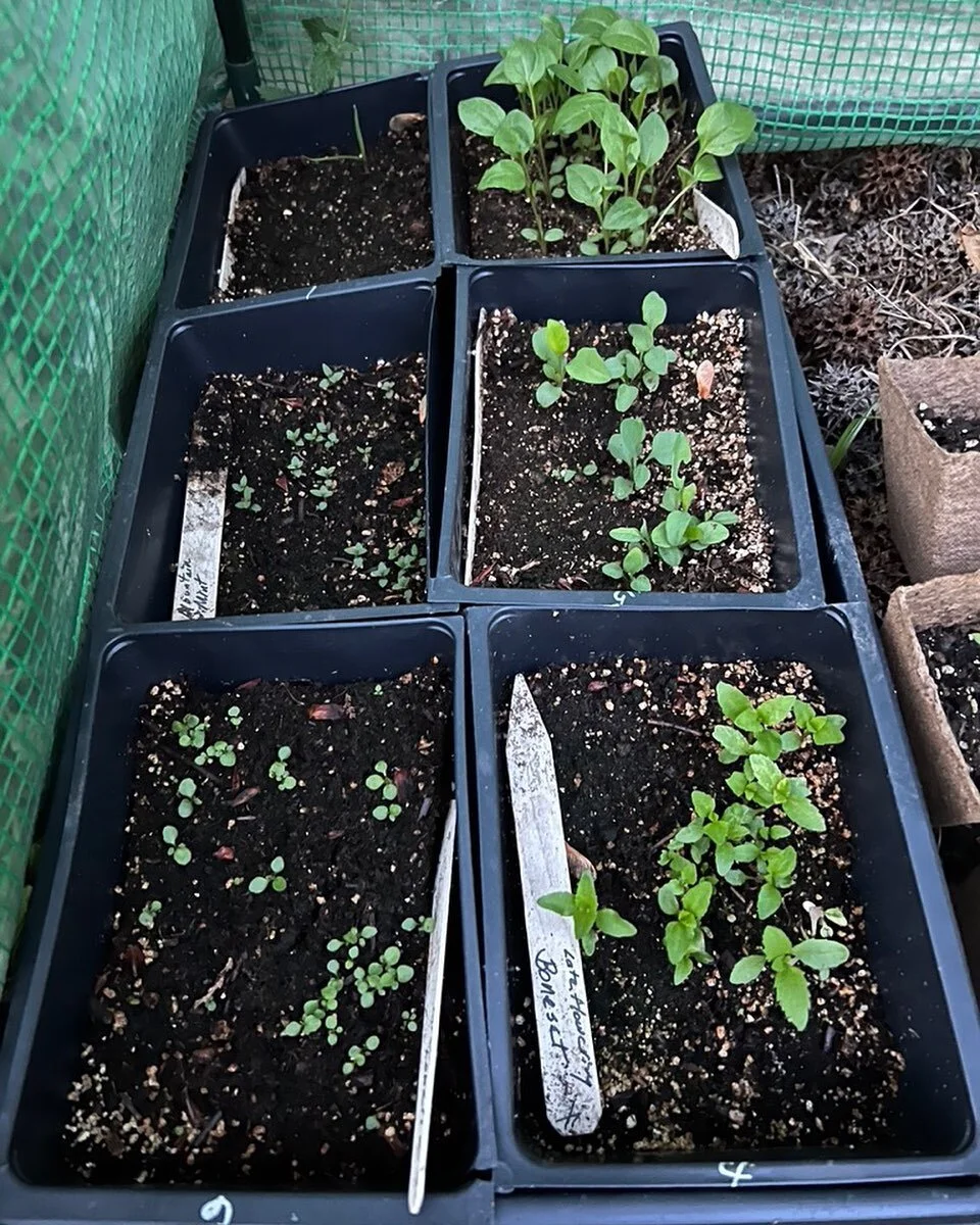 I started these native plants with the Native plant Society of NJ in early February at a workshop by Randi Eckels of Toadshade Wildflower Farm. No wonder these tiny babies get crowded out by invasive species. Between them and the deer, native plants 