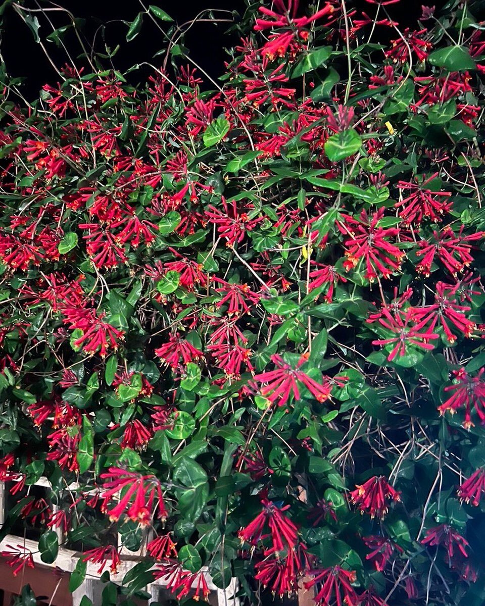 I know when the Ruby throated hummingbirds will be back, because the honeysuckle tells me so. @mame5011 for @jerseycollective