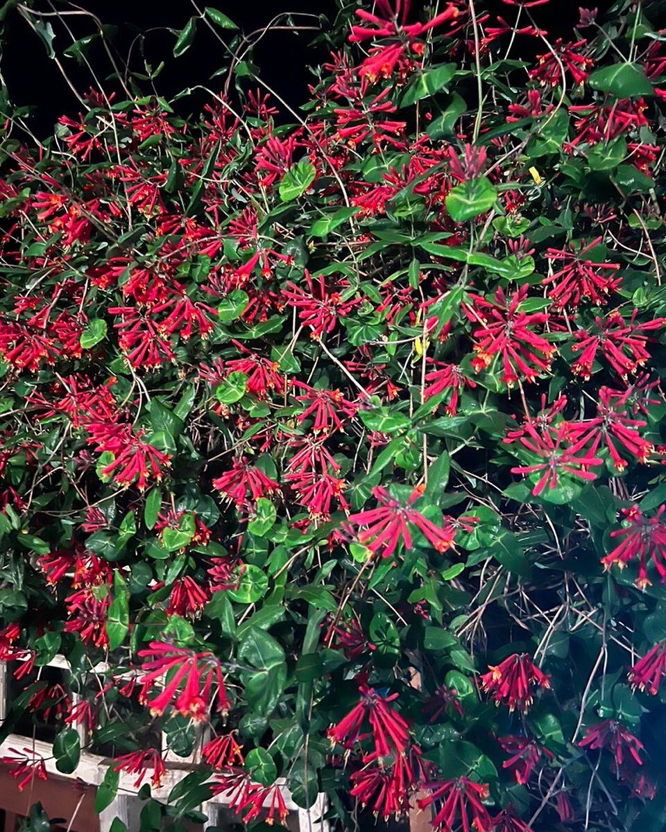 I know when the Ruby throated hummingbirds will be back, because the honeysuckle tells me so. @mame5011 for @jerseycollective