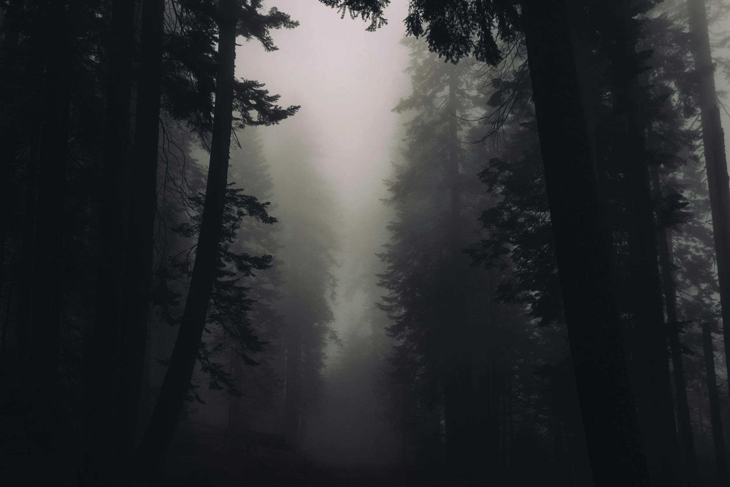 mysterious forrest