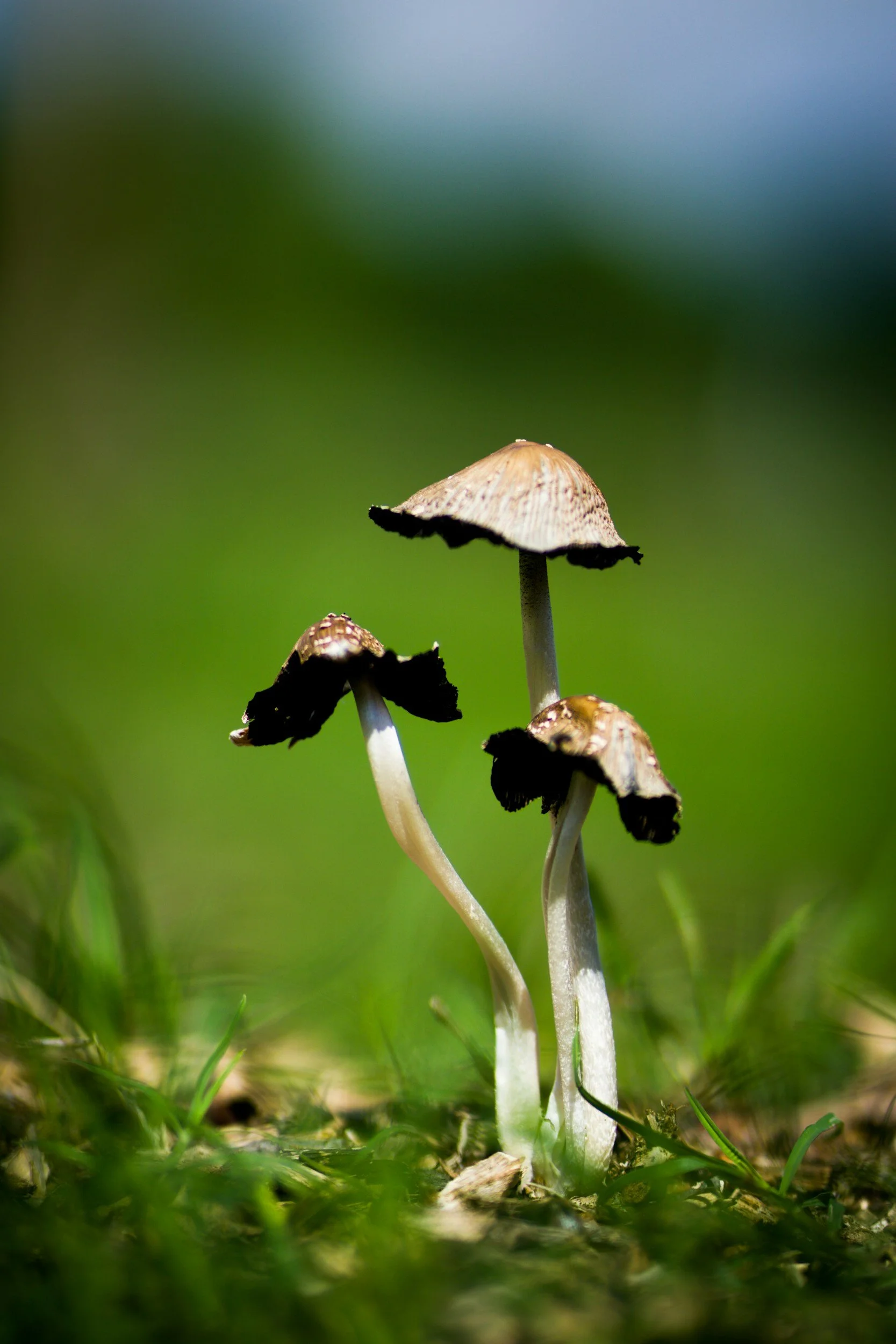 magic mushrooms