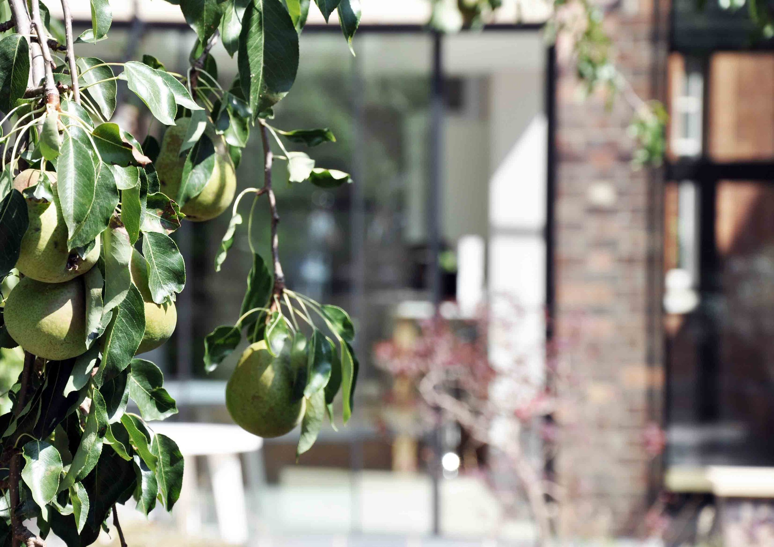 York Road completion photograph 13 showing pear tree in foreground and facade in background