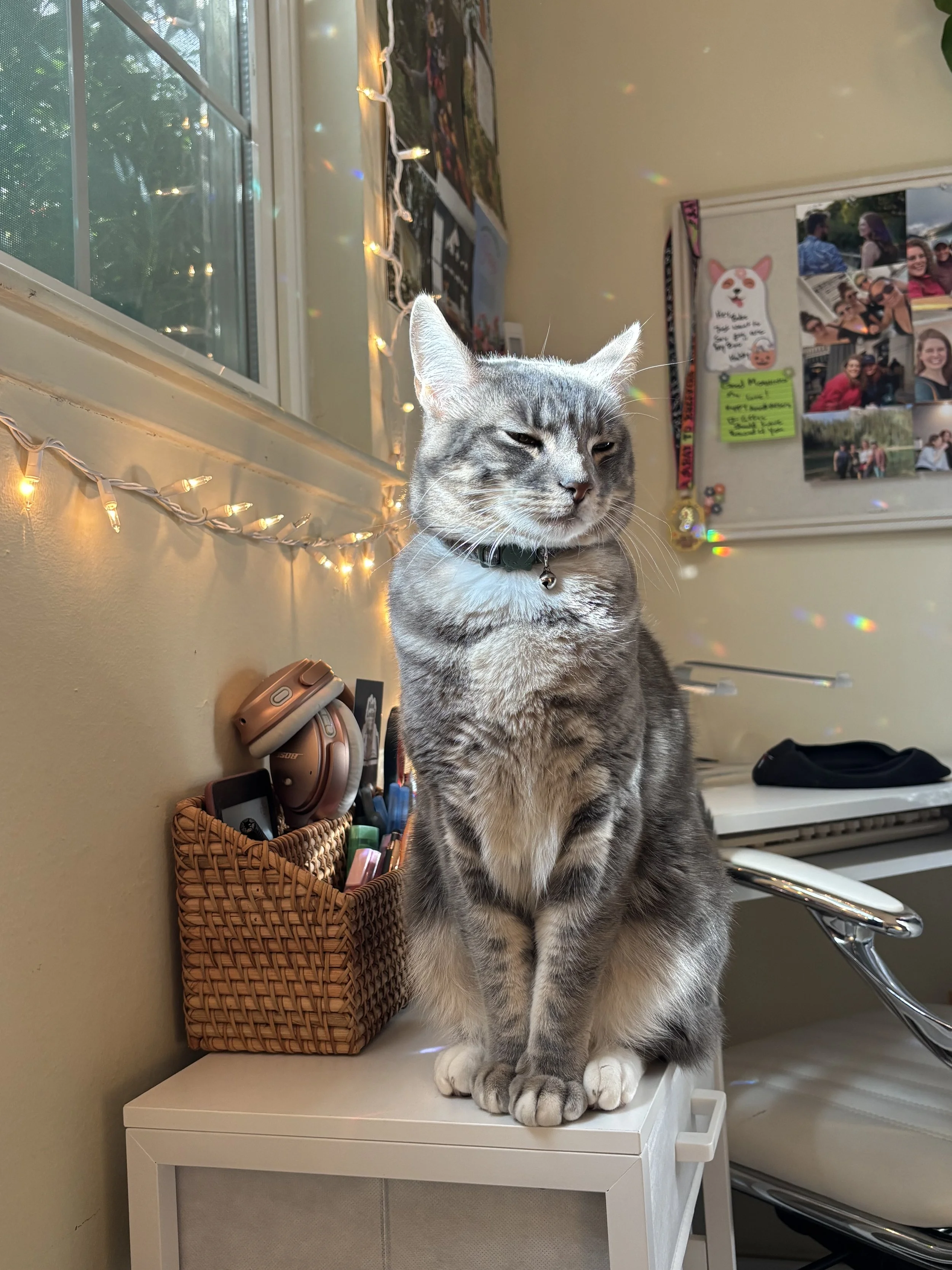 A gray tabby cat with white paws and a black collar sitting on a white storage unit in a room decorated with string lights and a bulletin board with photos and notes.