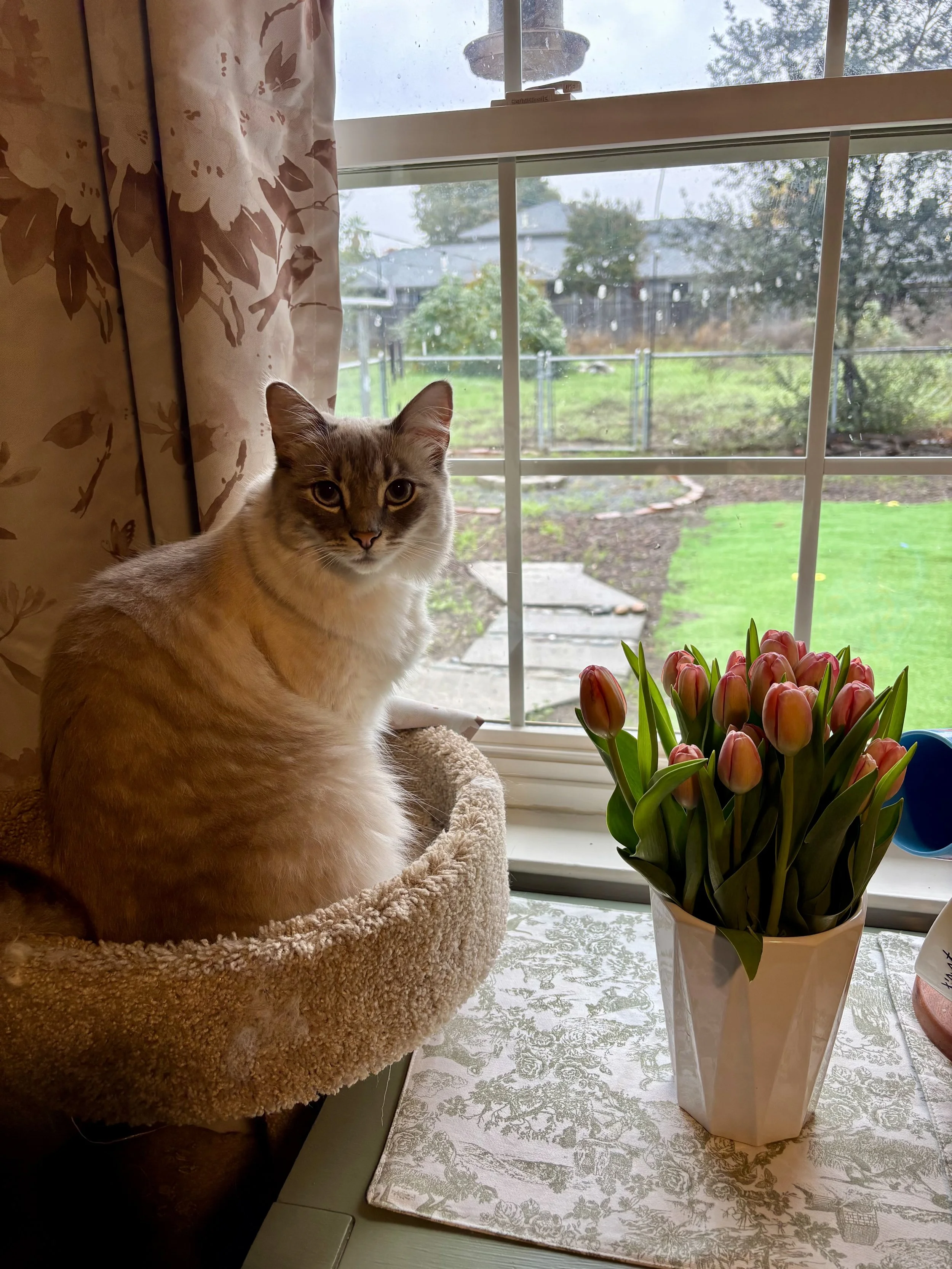A fluffy orange and white cat sitting in a beige plush cat bed on a table next to a white vase filled with pink tulips near a window showing an outdoor yard.