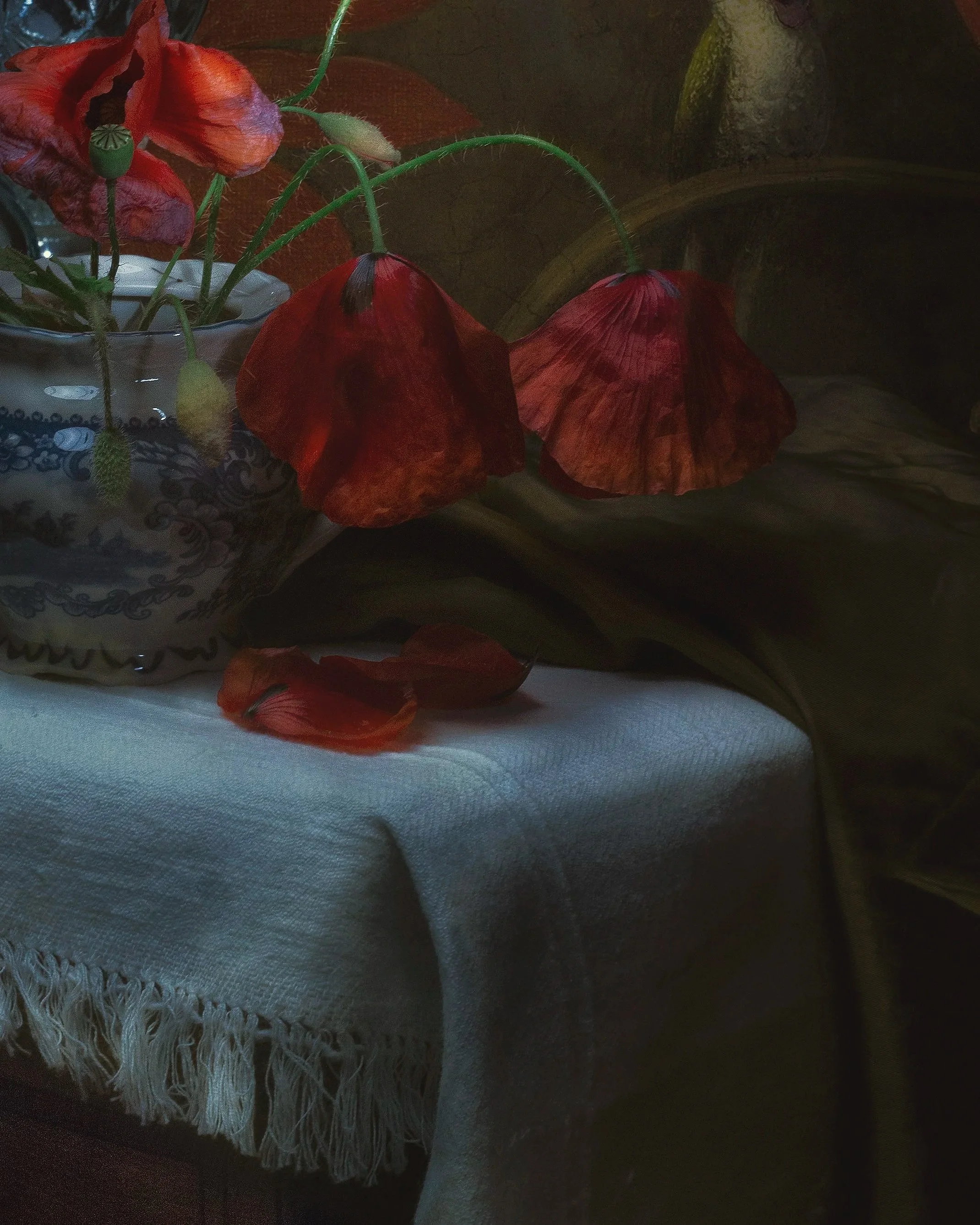 CROP_POPPY.jpg
