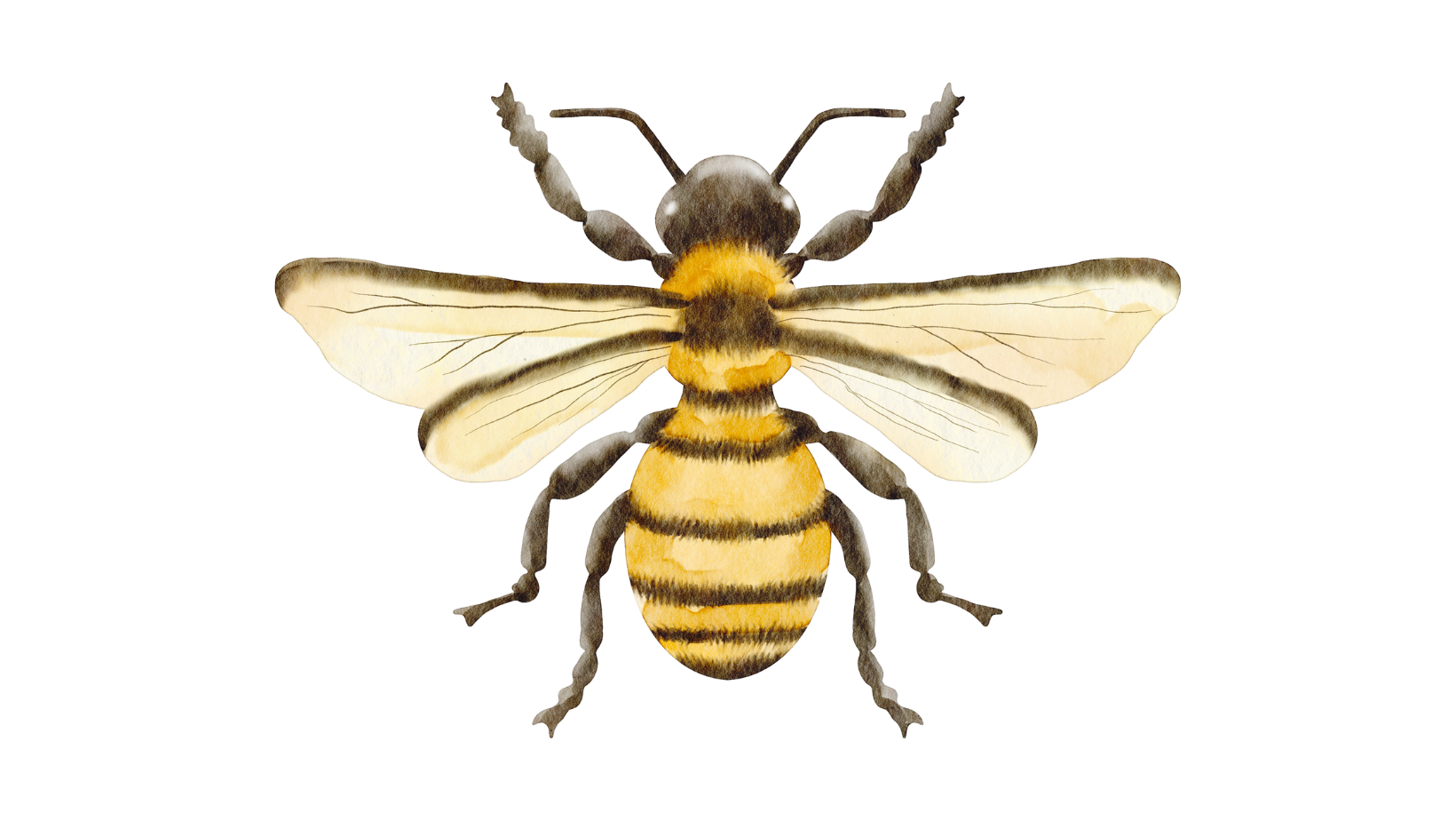 HONEY BEE FLEA — Honey Bee Antique Market