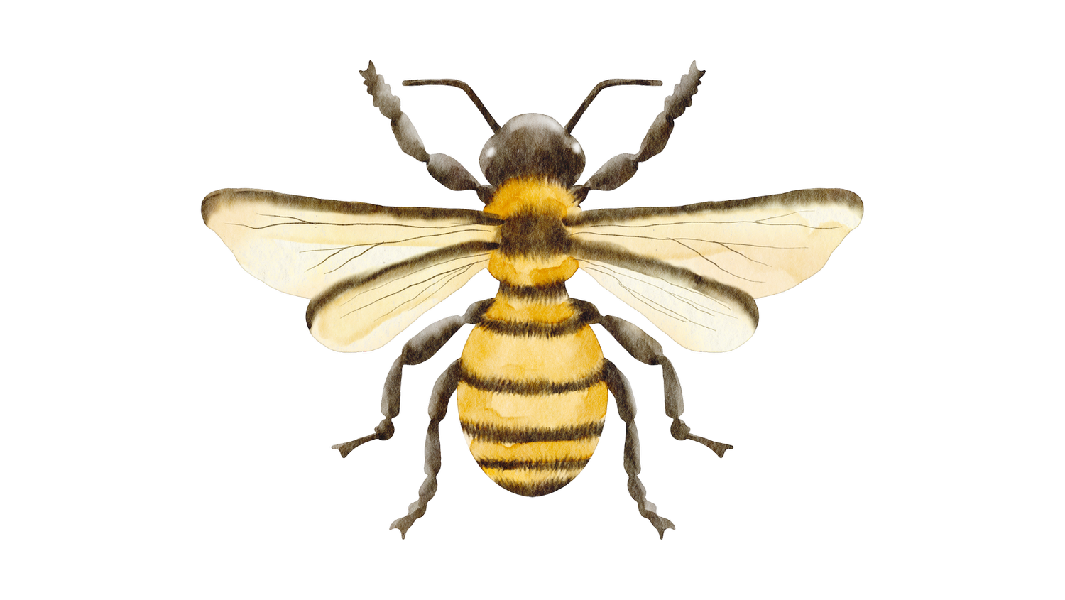 honey-bee-antique-market