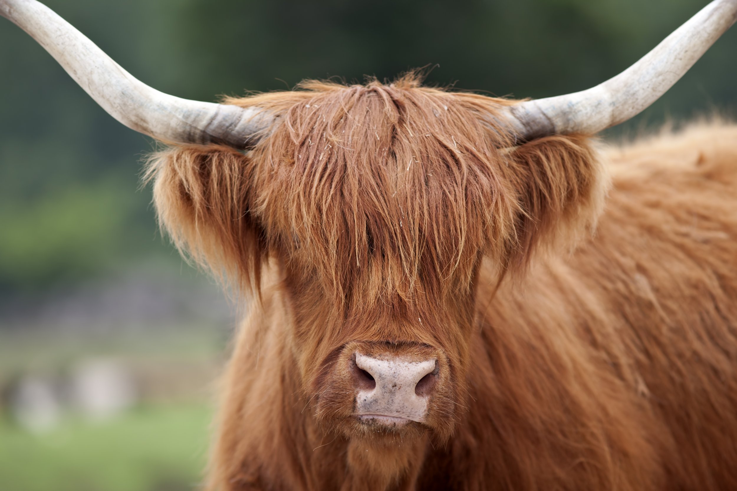 highland-cattle-2021-08-26-16-16-48-utc.jpeg